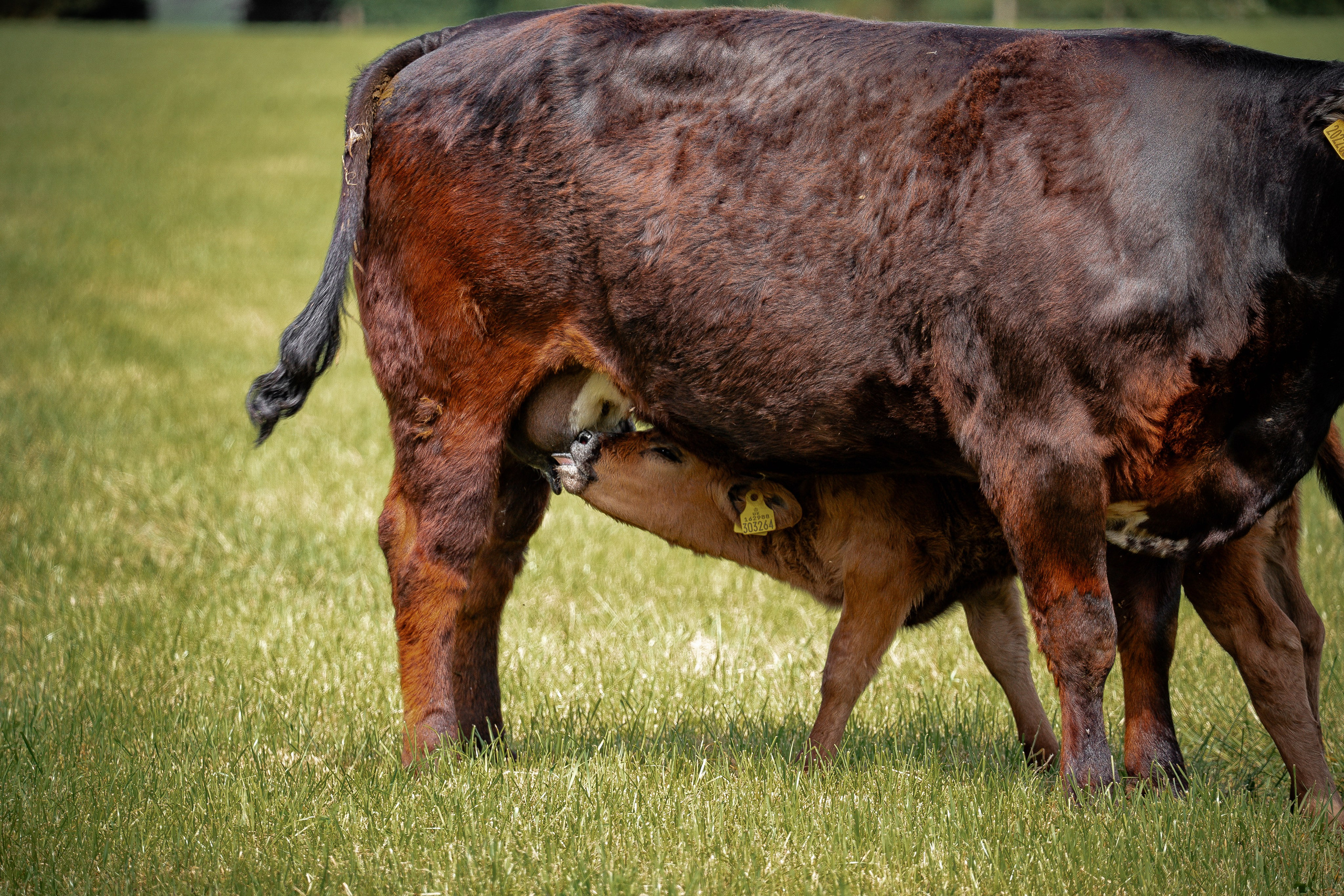 Livestock. Ryan Hewitt Photographer