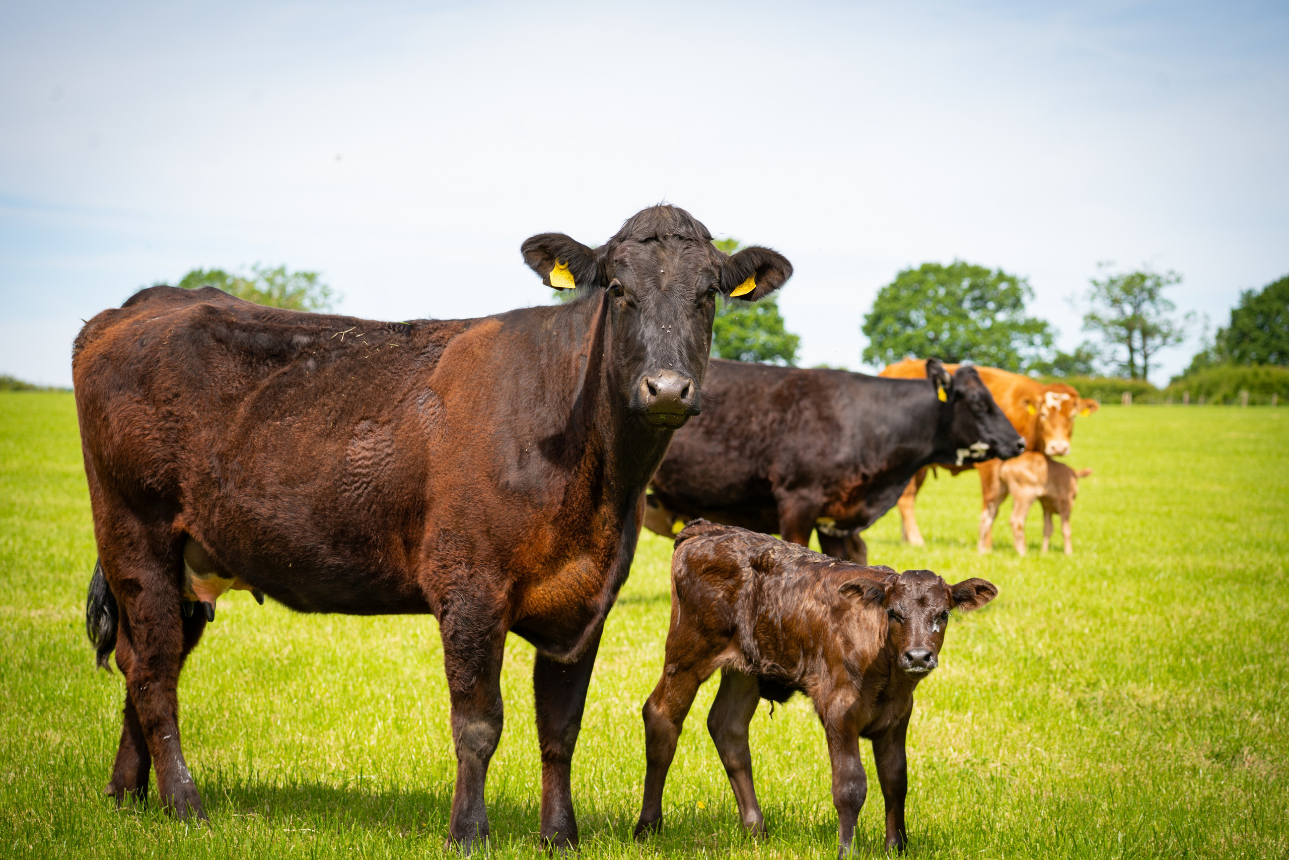 Livestock. Ryan Hewitt Photographer