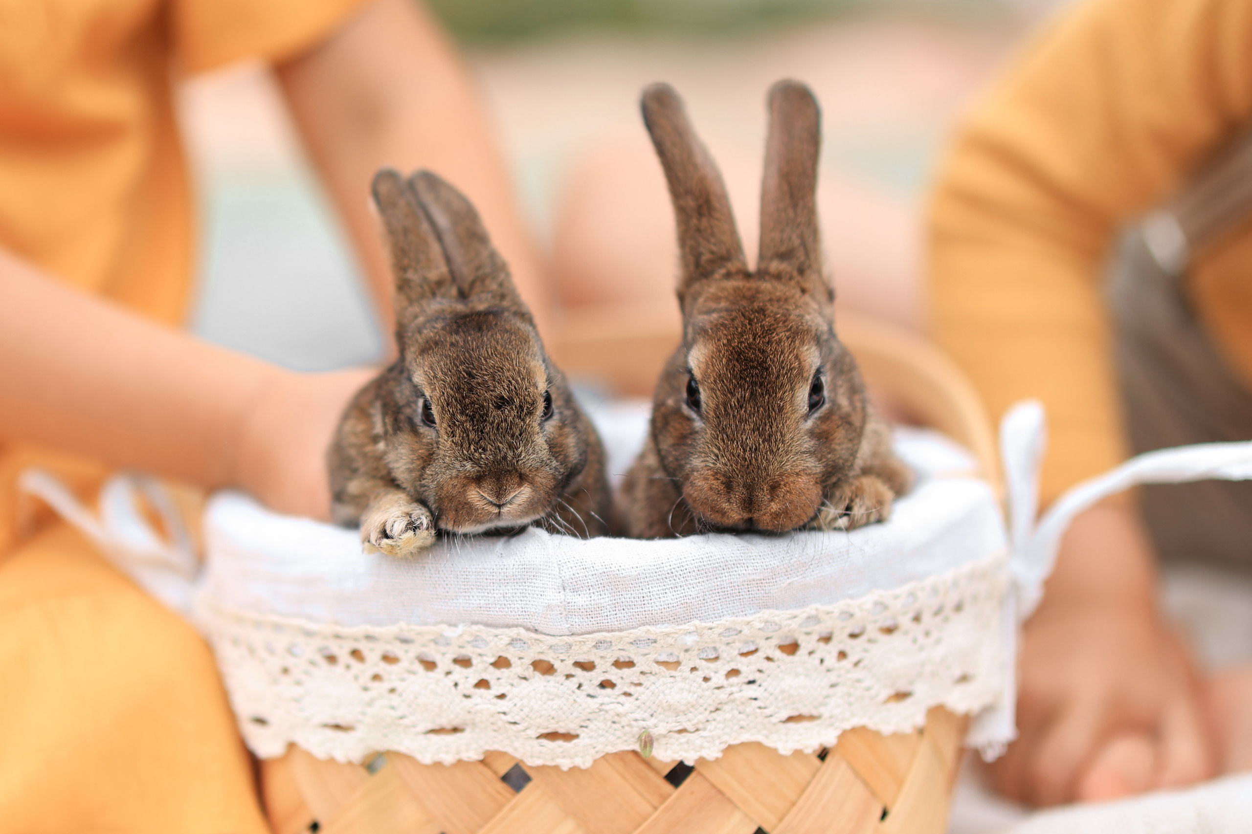 Кроличья история. Фотограф в Мюнхене Анастасия Воробцова