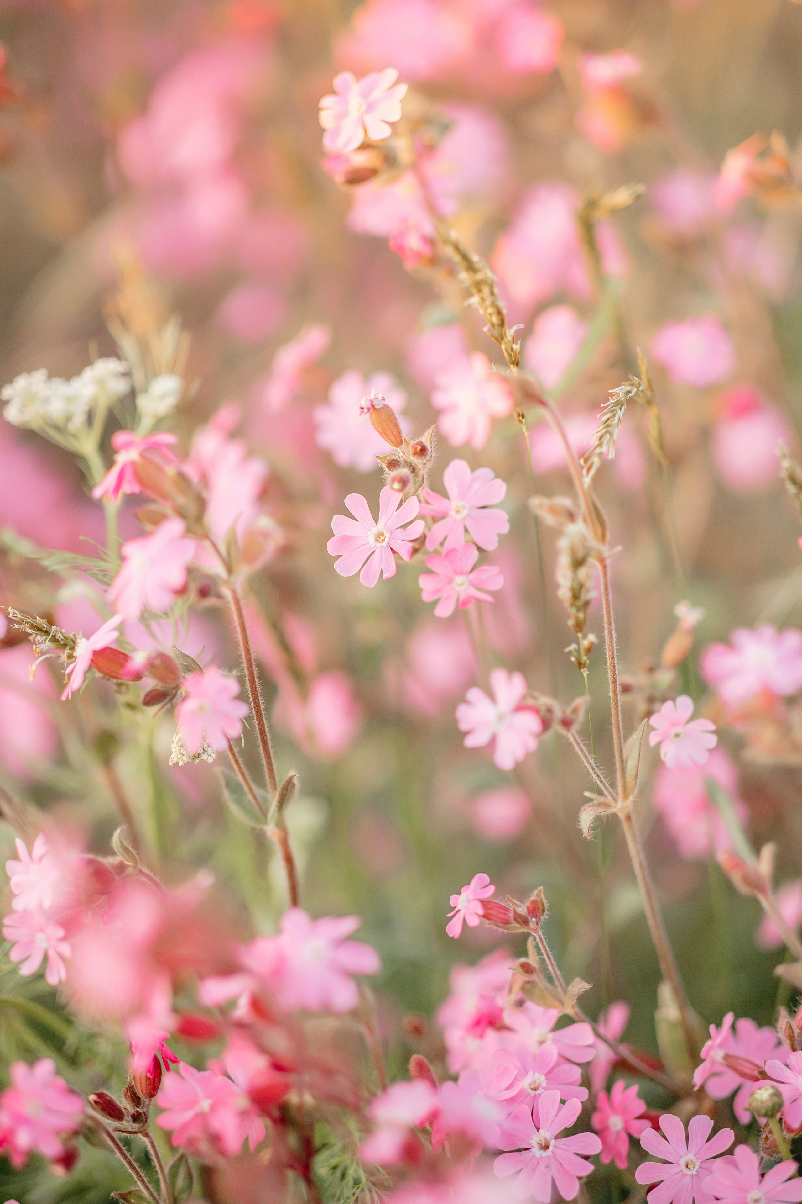 Honey camomile. Фотограф в Мюнхене Анастасия Воробцова