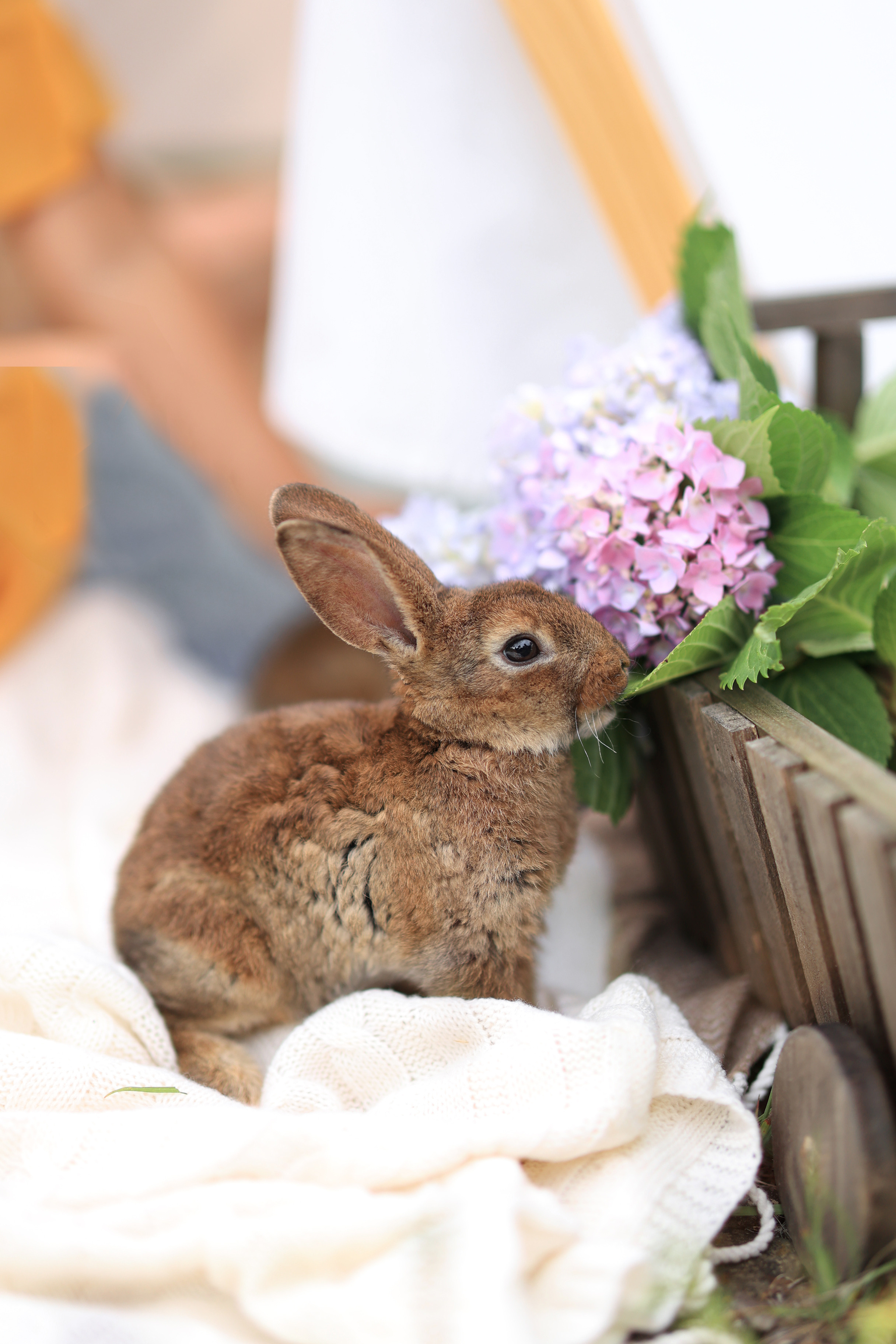 Кроличья история. Фотограф в Мюнхене Анастасия Воробцова