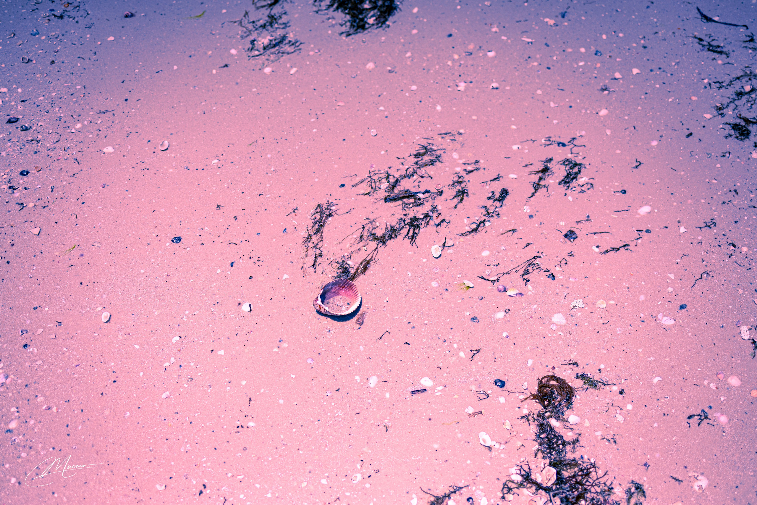 Fort Myers. Out and About 239