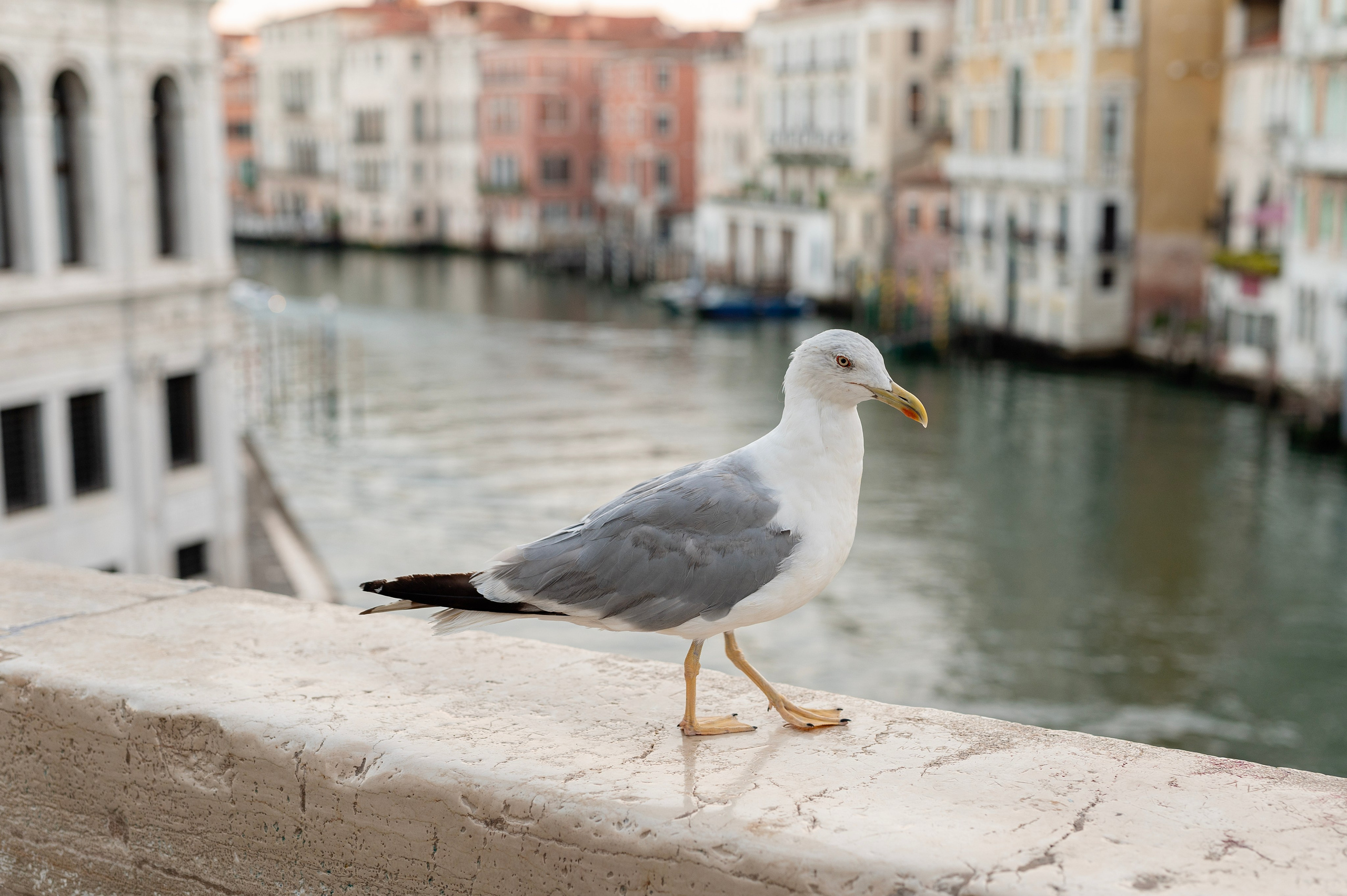 Tanya&Masha. Photographer in Venice Anna Terzi