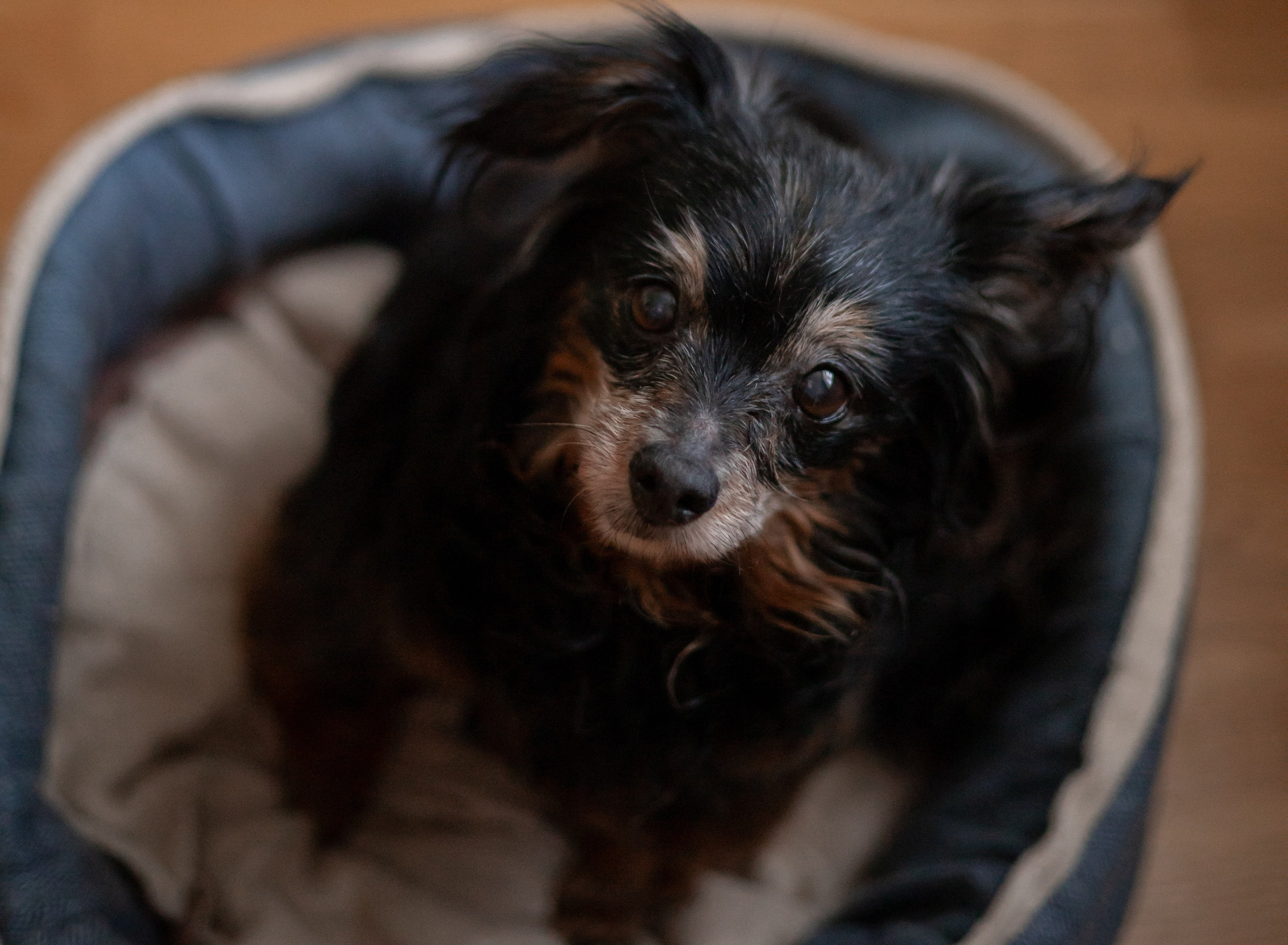 Настя, Долька и котейки. Фотограф-анималист | Белград