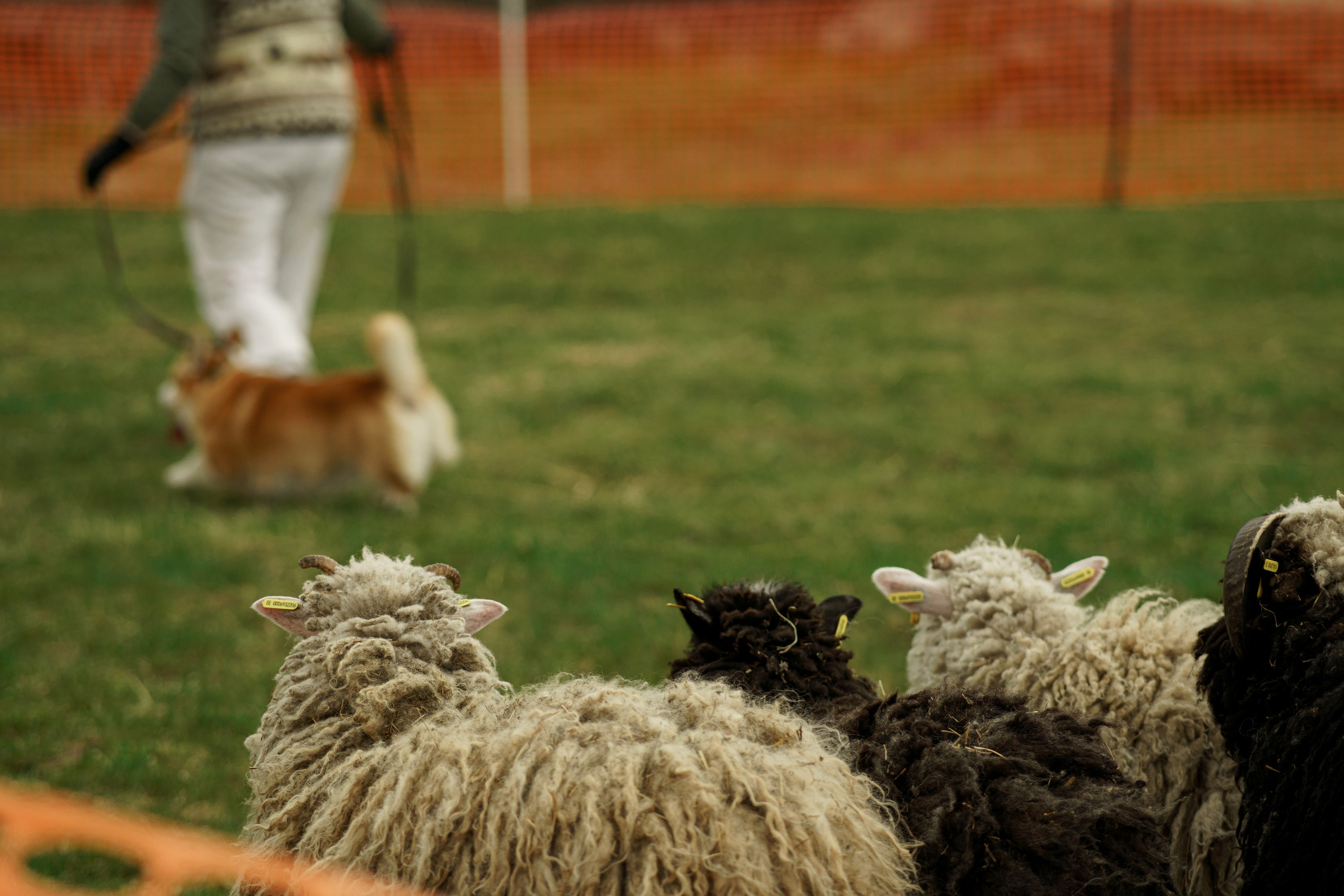 Herding Days, 26 apr. 2025. Kat Laisaar — Pet photographer in Tallinn