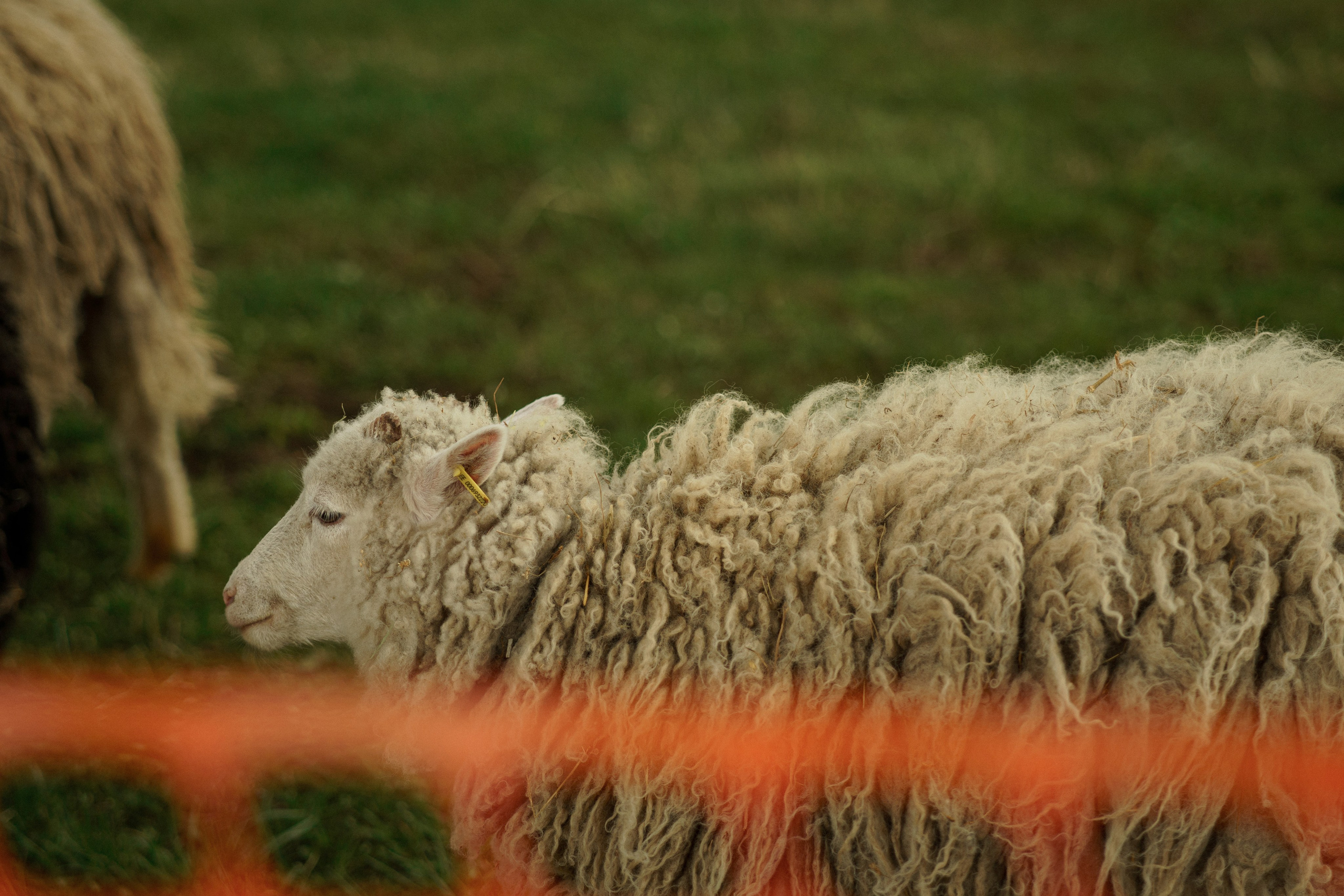 Herding Days, 26 apr. 2025. Kat Laisaar — Pet photographer in Tallinn