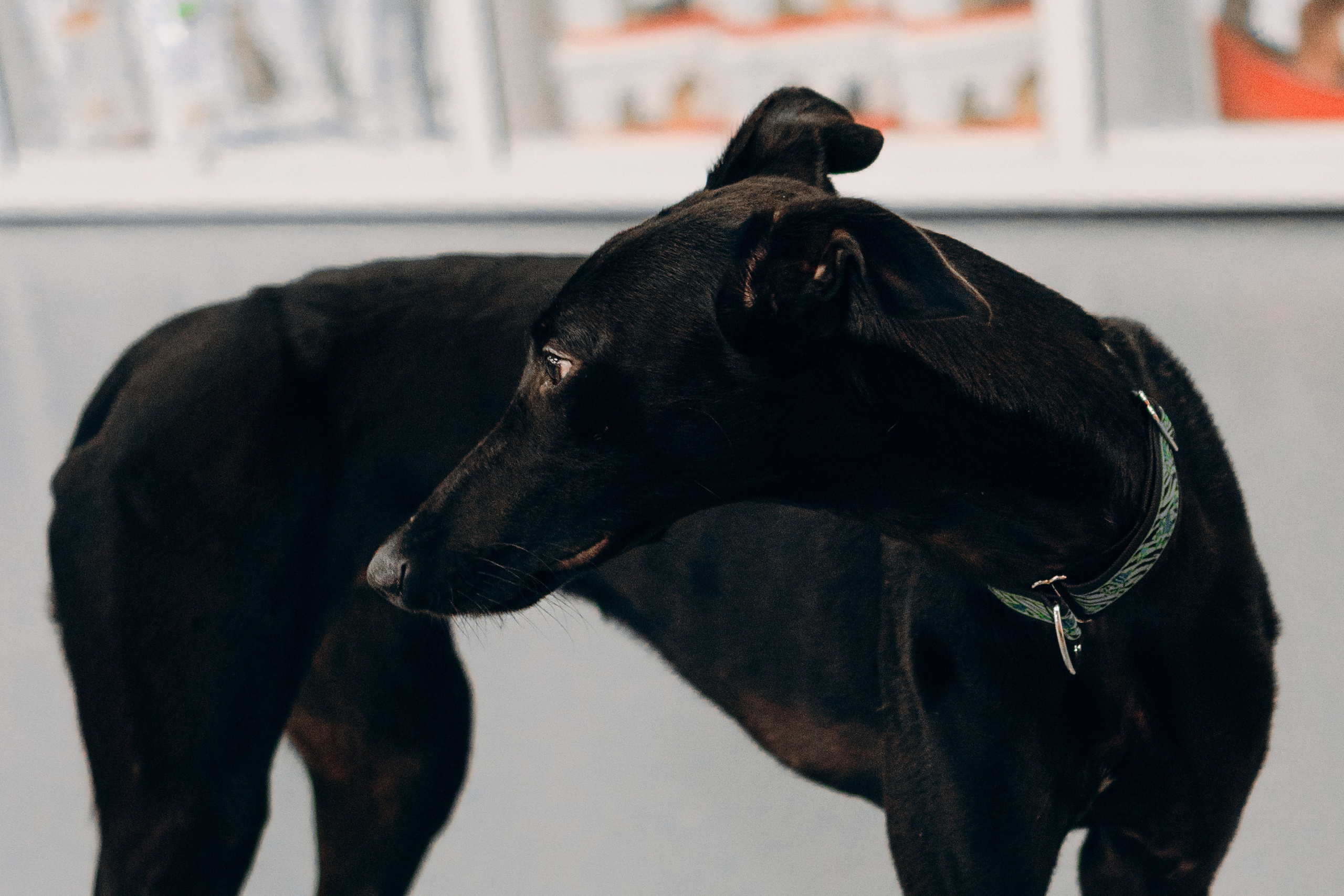 Galgotreff, 9 feb. 2025. Kat Laisaar — Pet photographer in Tallinn