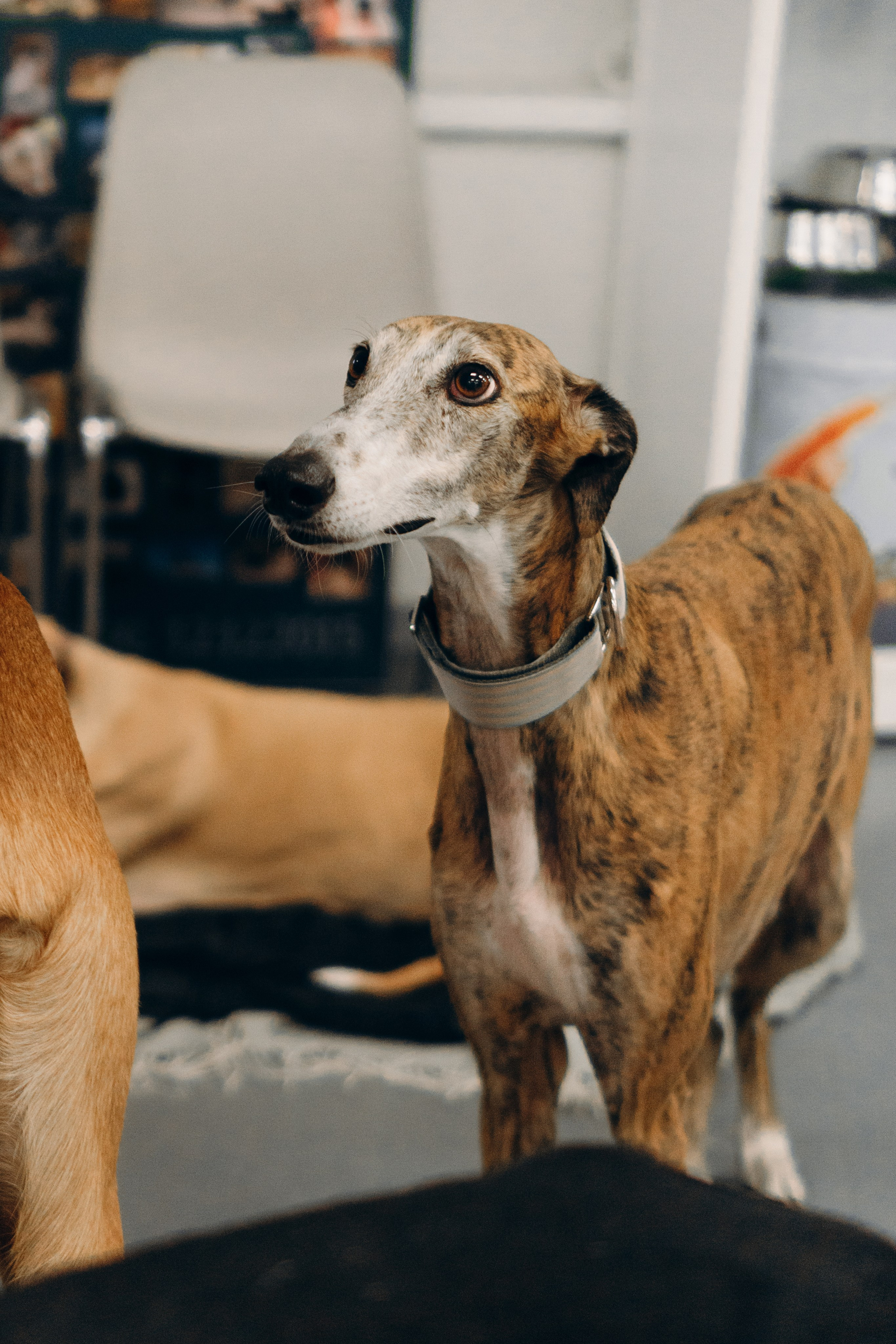 GalgoTreff / PetCity Rannamõisa, 13 apr. 2025. Kat Laisaar — Pet photographer in Tallinn