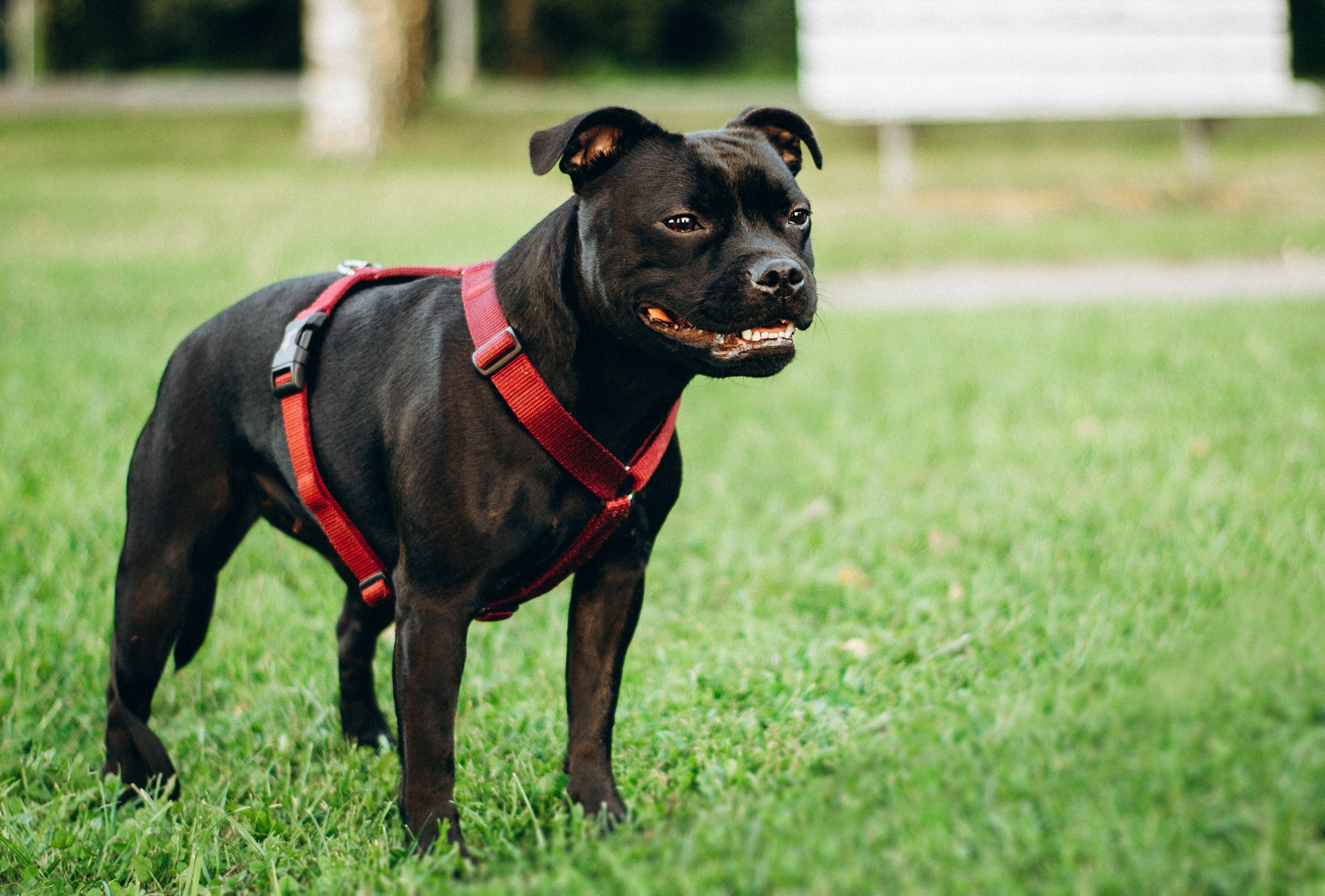 Severa and Barracuda, Staffordshire Bull Terriers. Kat Laisaar — Pet photographer in Tallinn