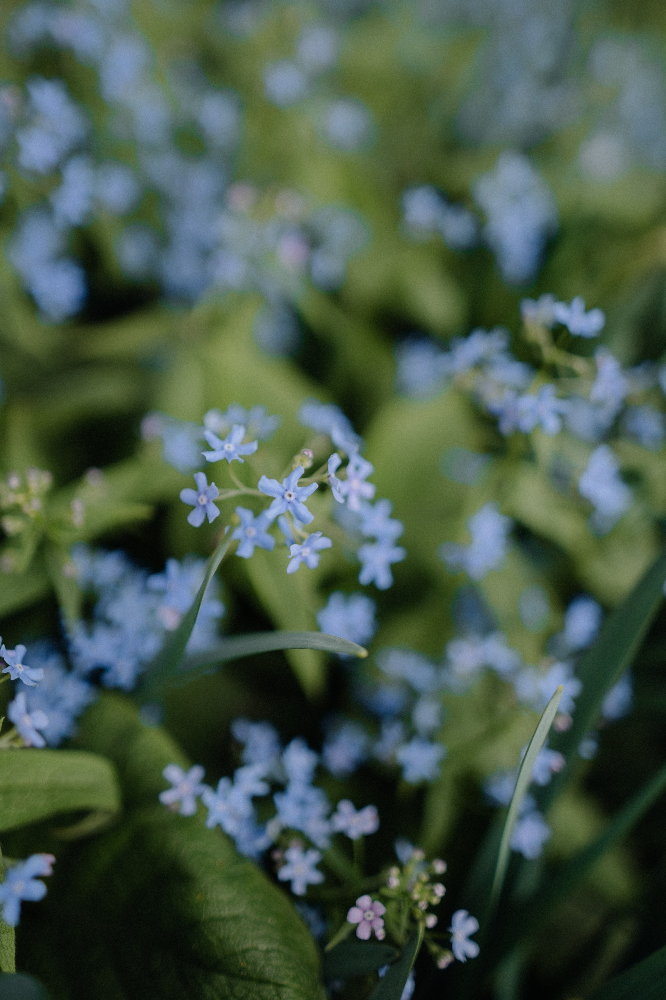 Nature. Фотограф в Праге Анна Лебедева