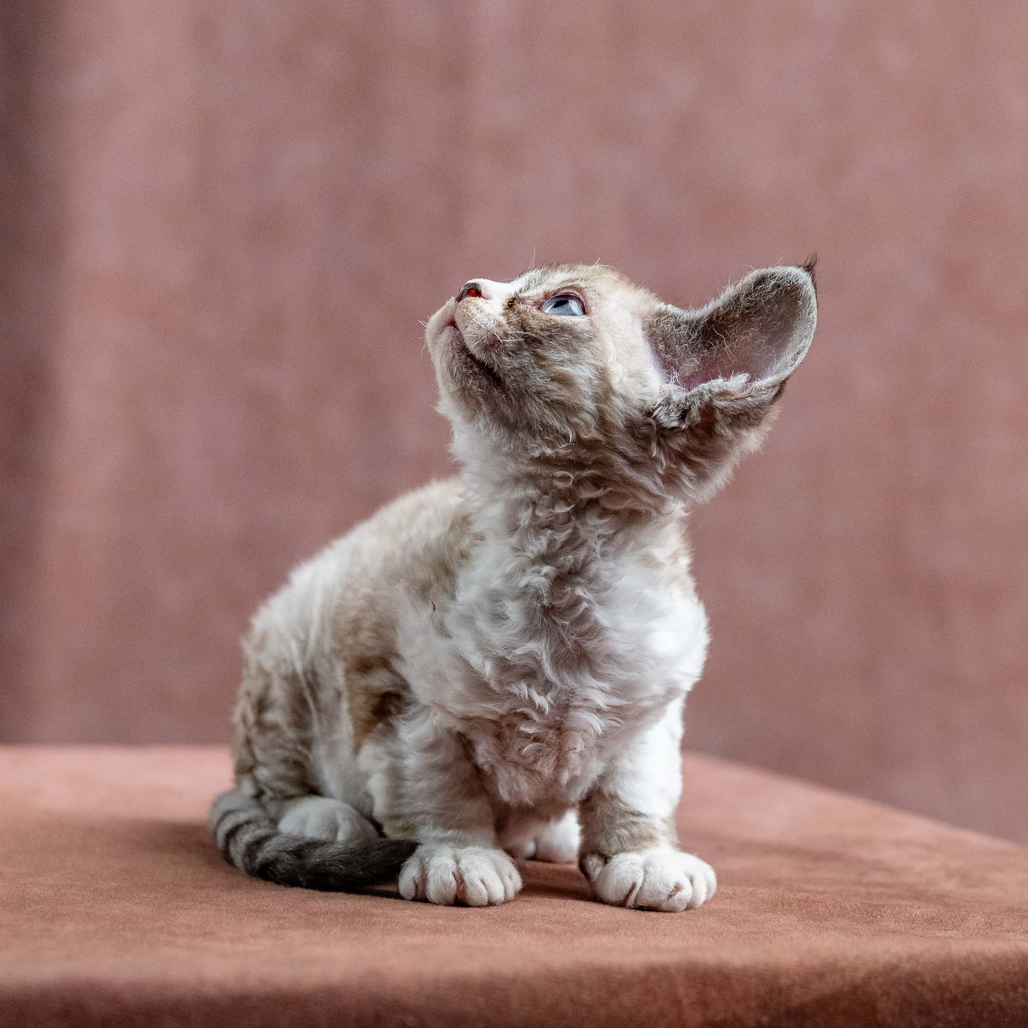 Kai, boy, born 07.02.2025. Devon Rex Pixie Cattery
