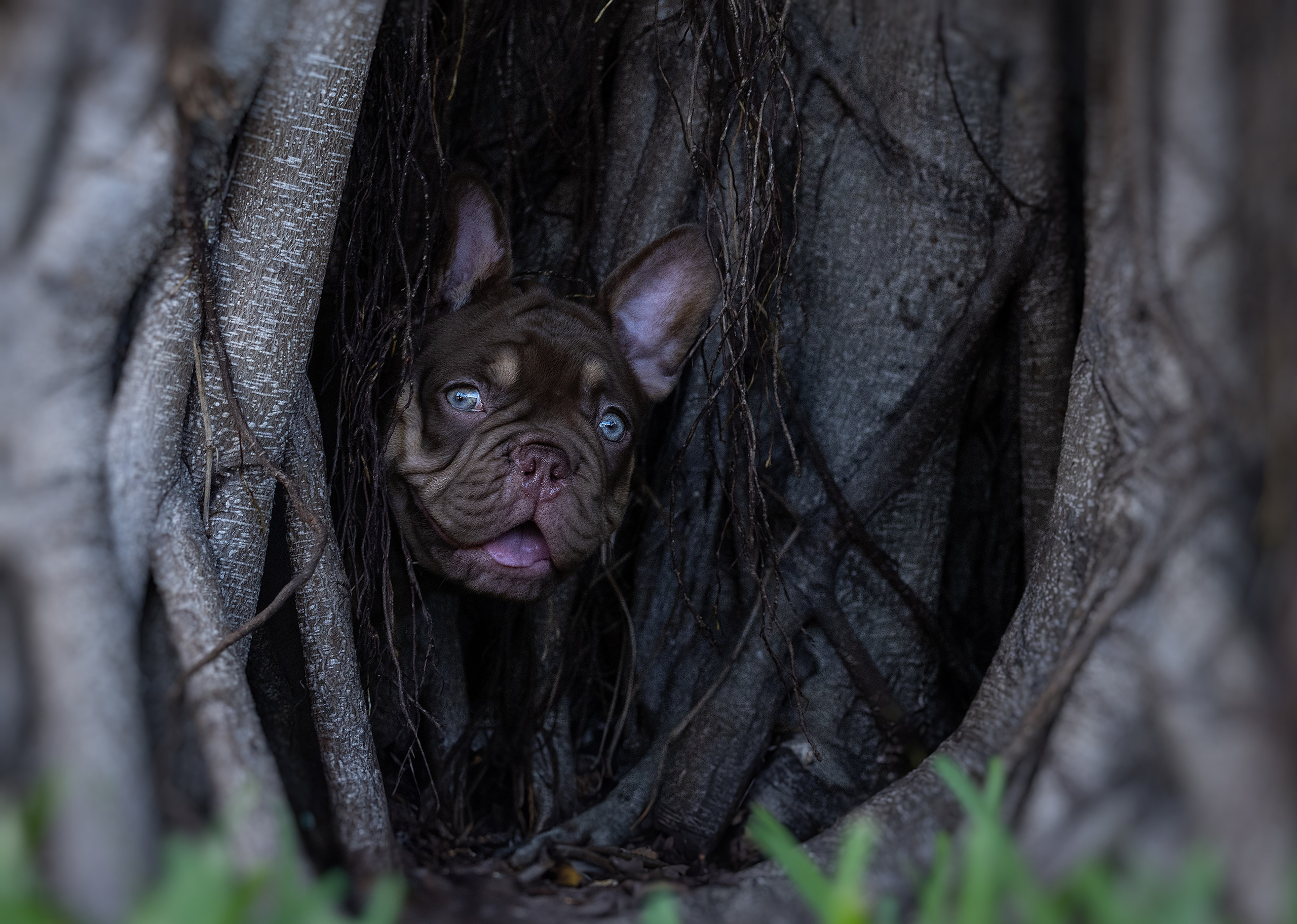 French Bulldogs. Katerina Royter Pet Photographer North Florida