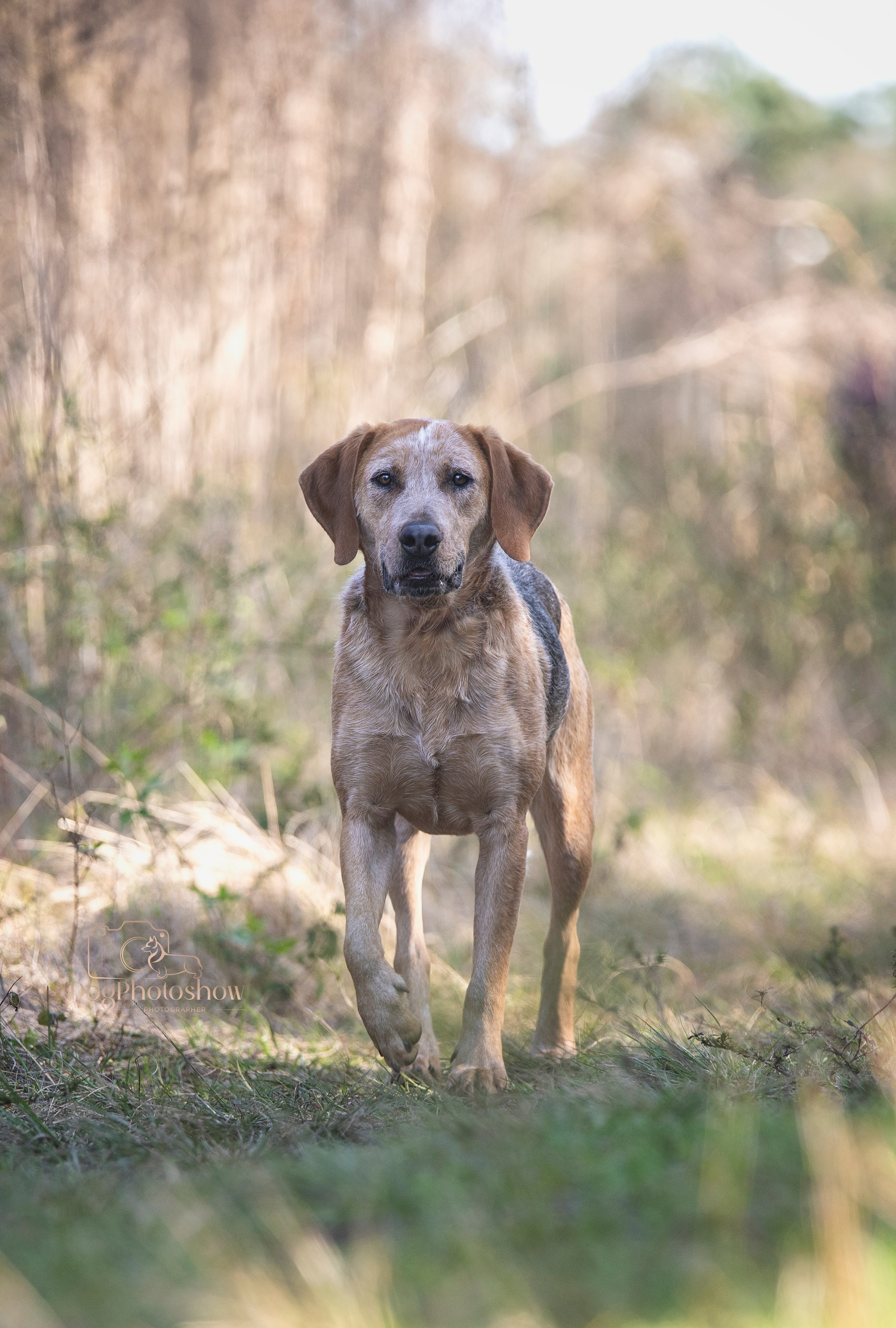 📸 10. Katerina Royter Pet Photographer North Florida