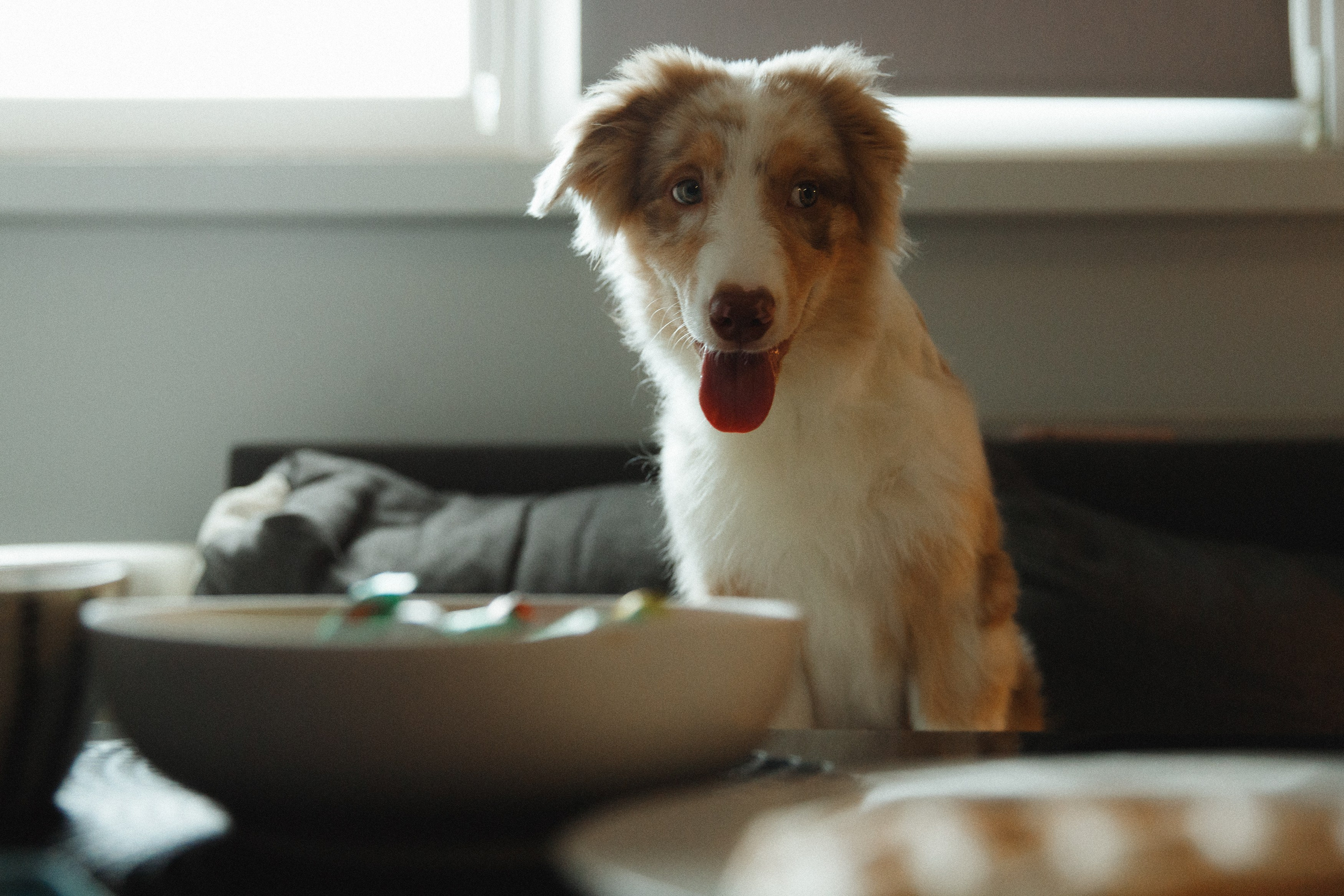 Fotografia psów Wrocław. Kaja | fotograf we Wrocławiu | ludzie i psy