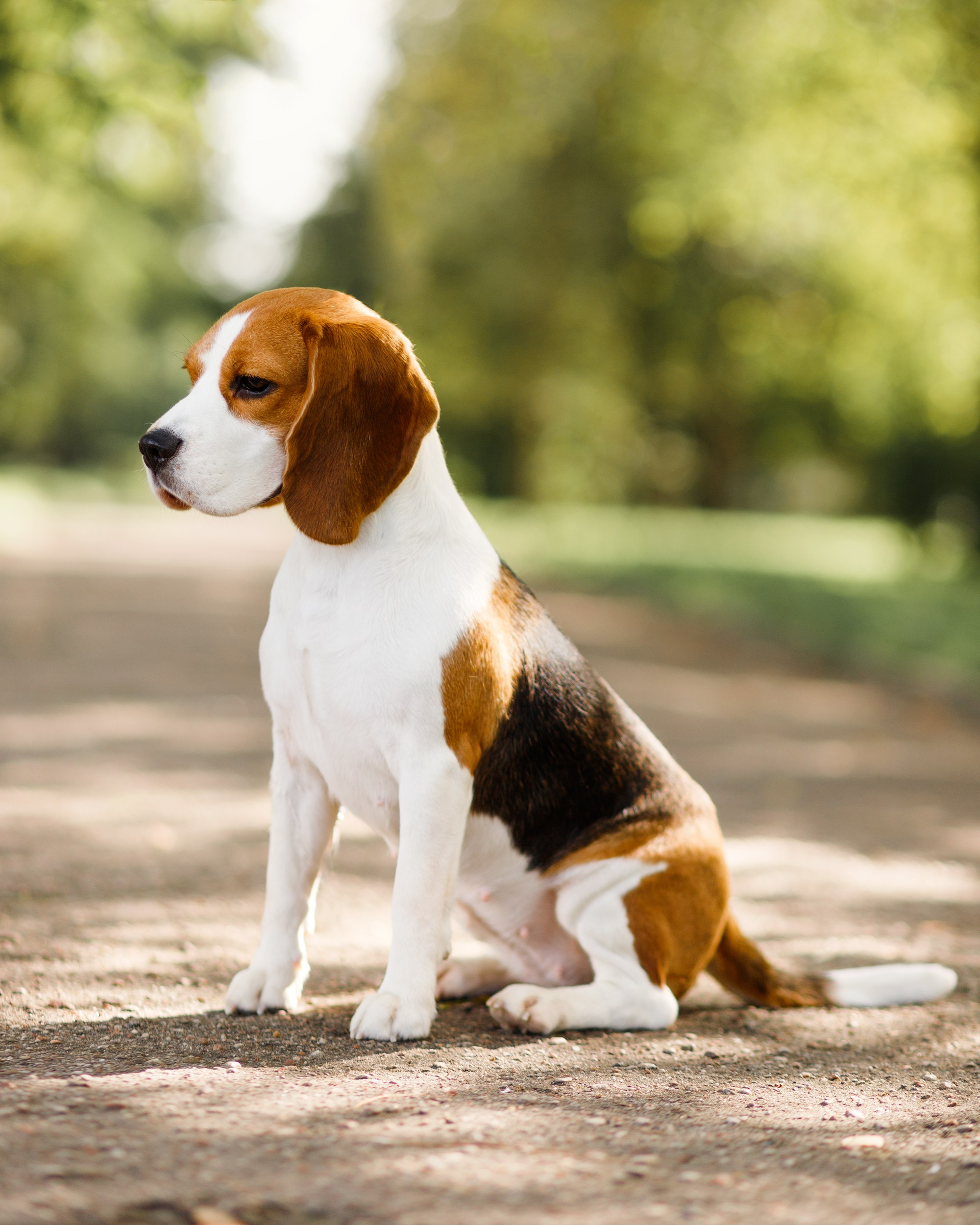 Summer photo day for dog handler. Kaja | fotograf we Wrocławiu | ludzie i psy