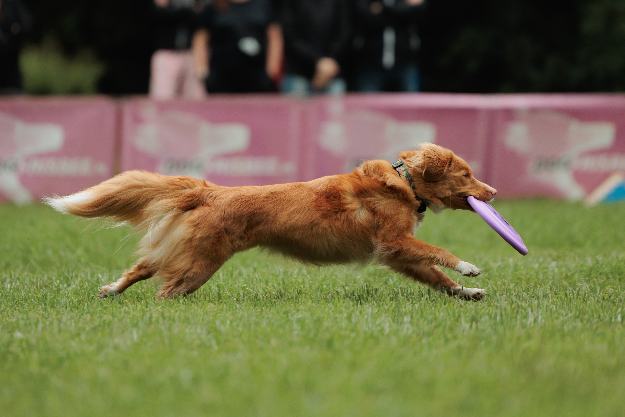 Latające psy, Wrocław'25. Kaja | fotograf psów we Wrocławiu