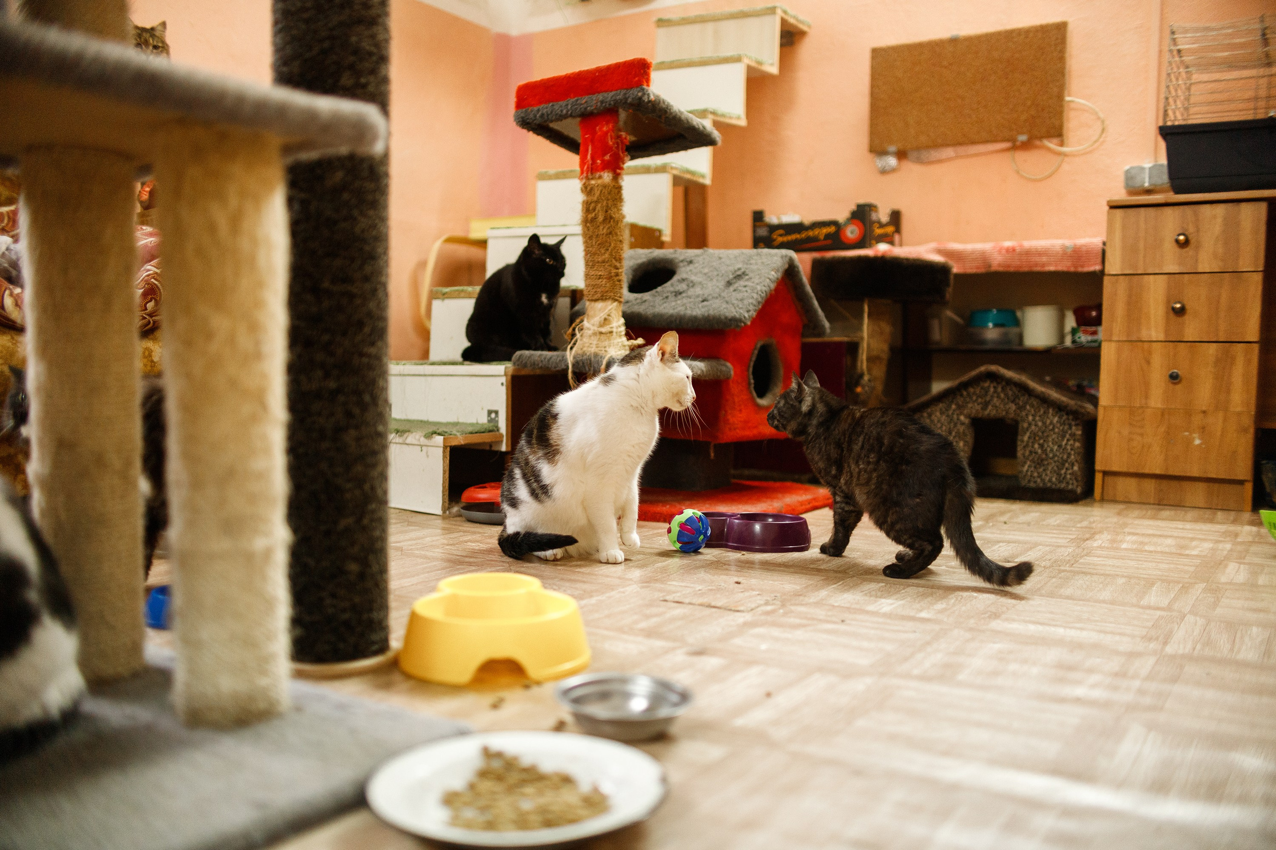 Shelter's cats for adoption. Kaja | fotograf we Wrocławiu | ludzie i psy