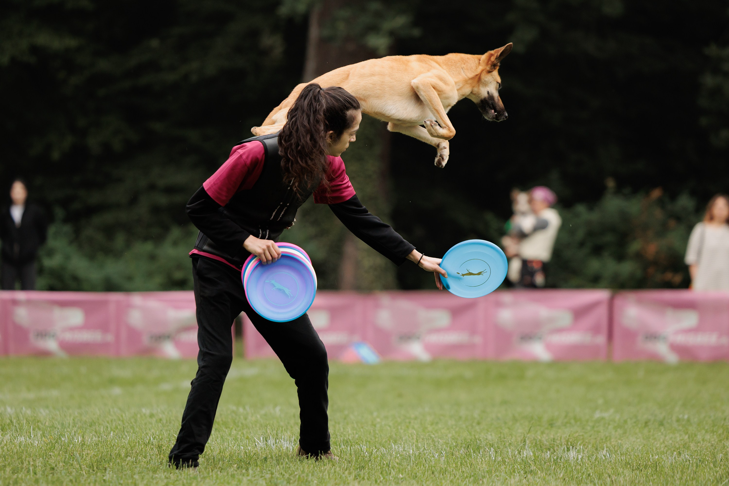 Latające psy, Wrocław'25. Kaja | fotograf psów we Wrocławiu