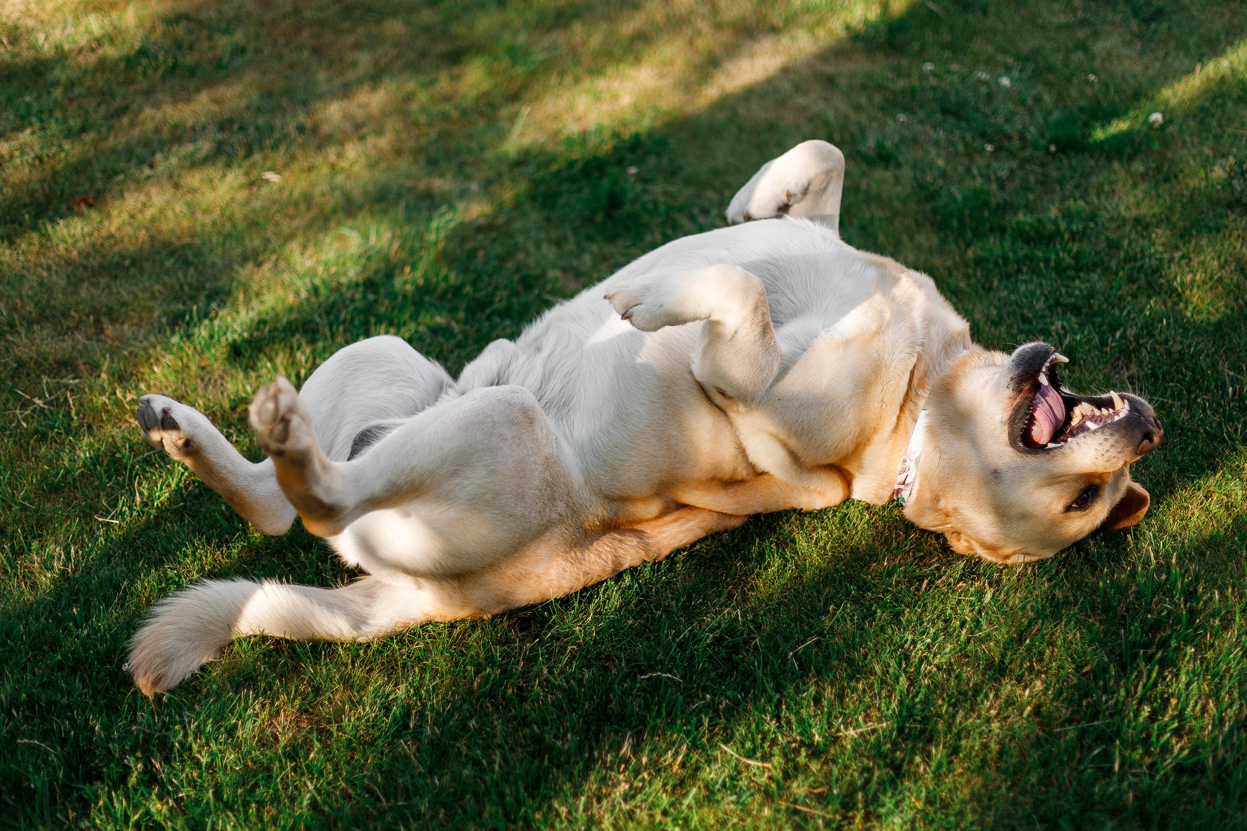 Nastya & Spark and Boss. Kaja | fotograf psów we Wrocławiu