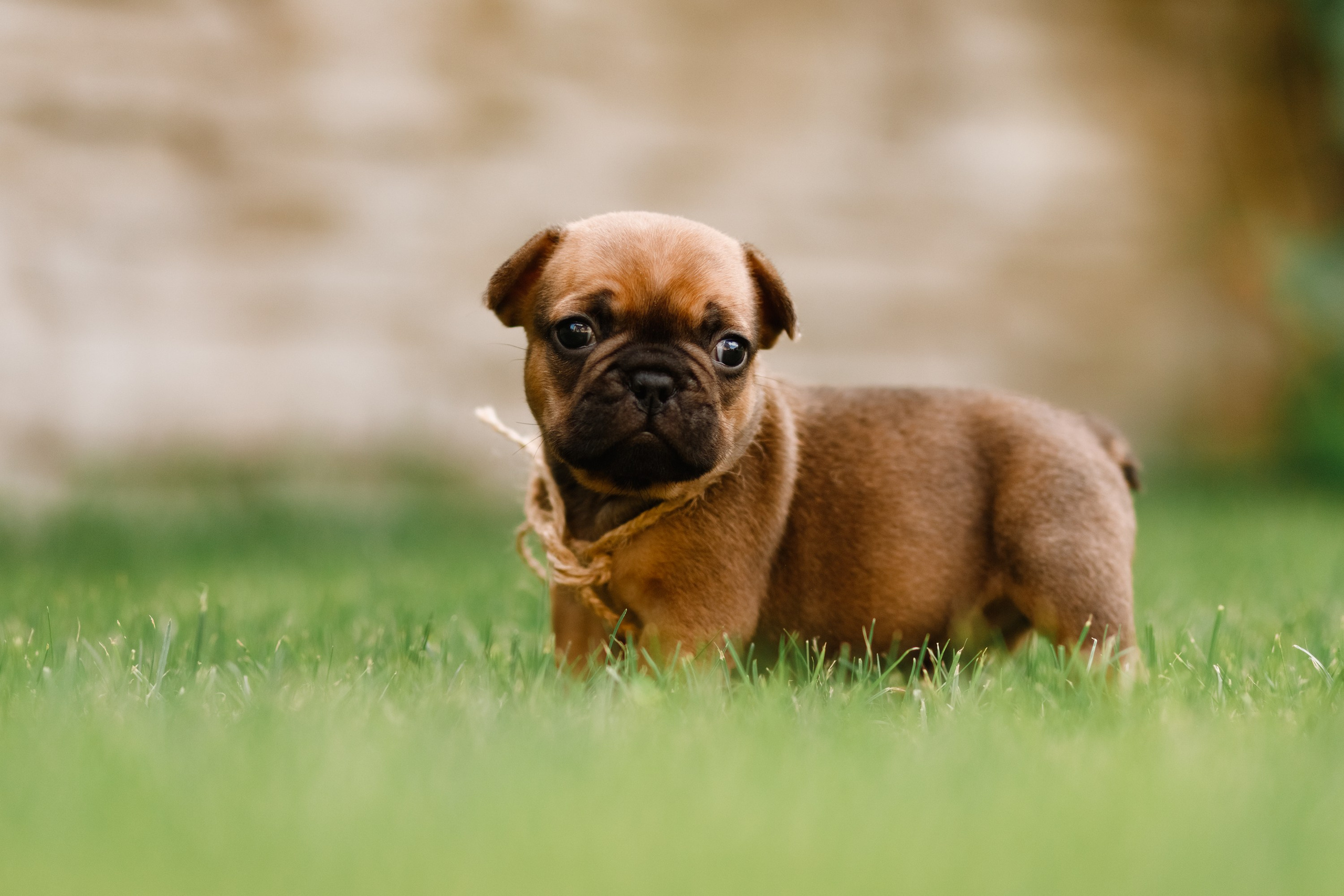 French bulldog puppies. Kaja | fotograf we Wrocławiu | ludzie i psy