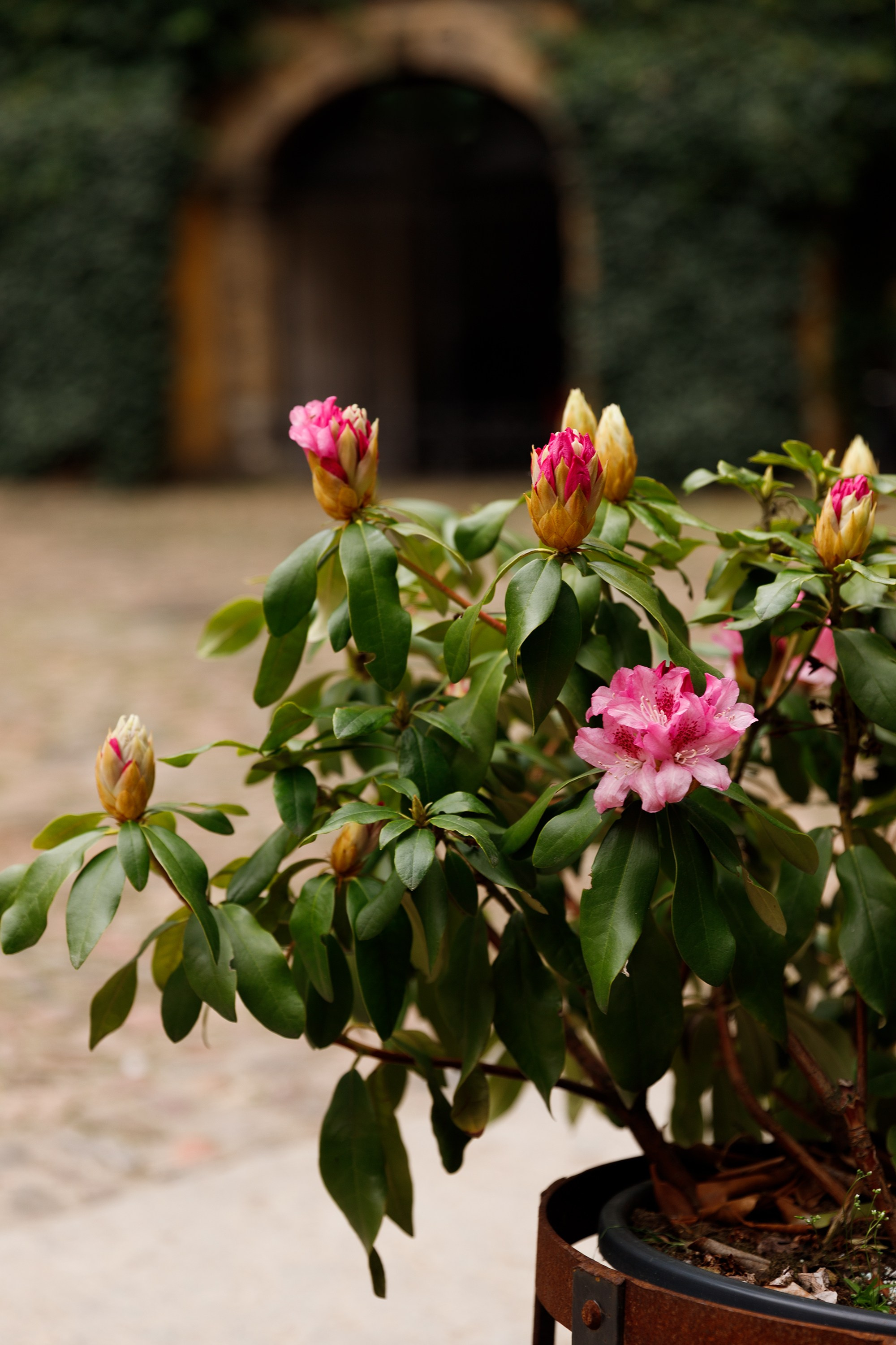 Oleśnica castle. Kaja | fotograf psów we Wrocławiu
