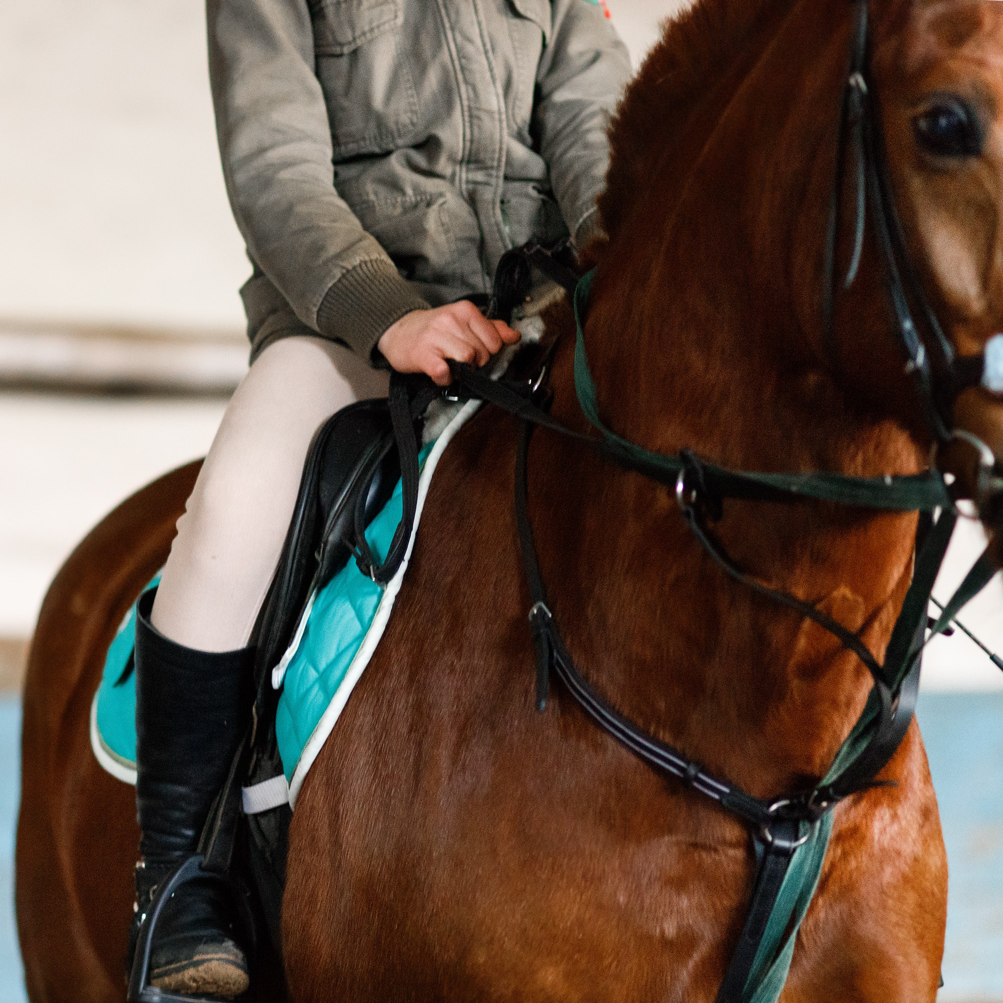 Winter show jumping in «Progress». Kaja | fotograf we Wrocławiu | ludzie i psy