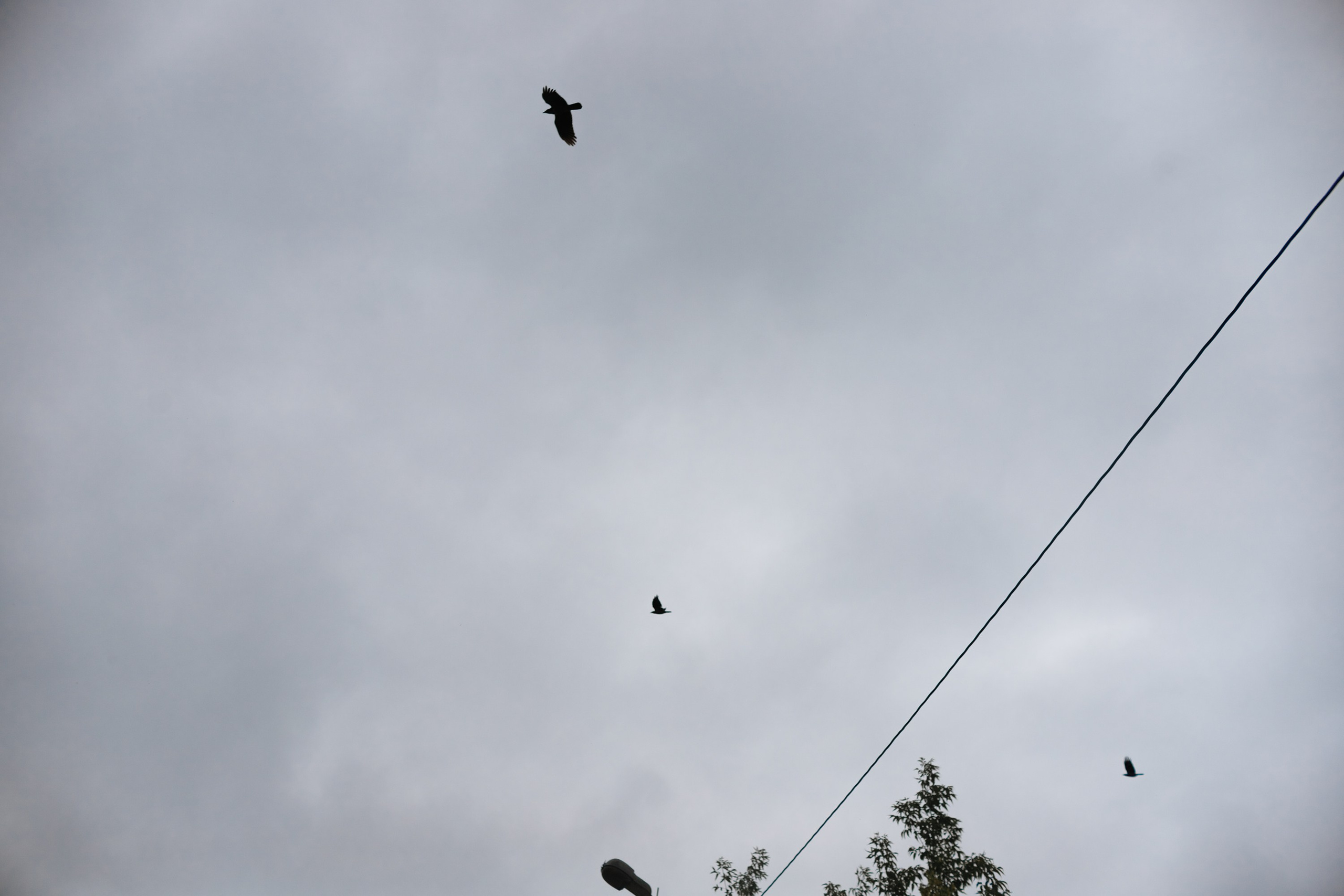 Grodno. Kaja | fotograf we Wrocławiu | ludzie i psy