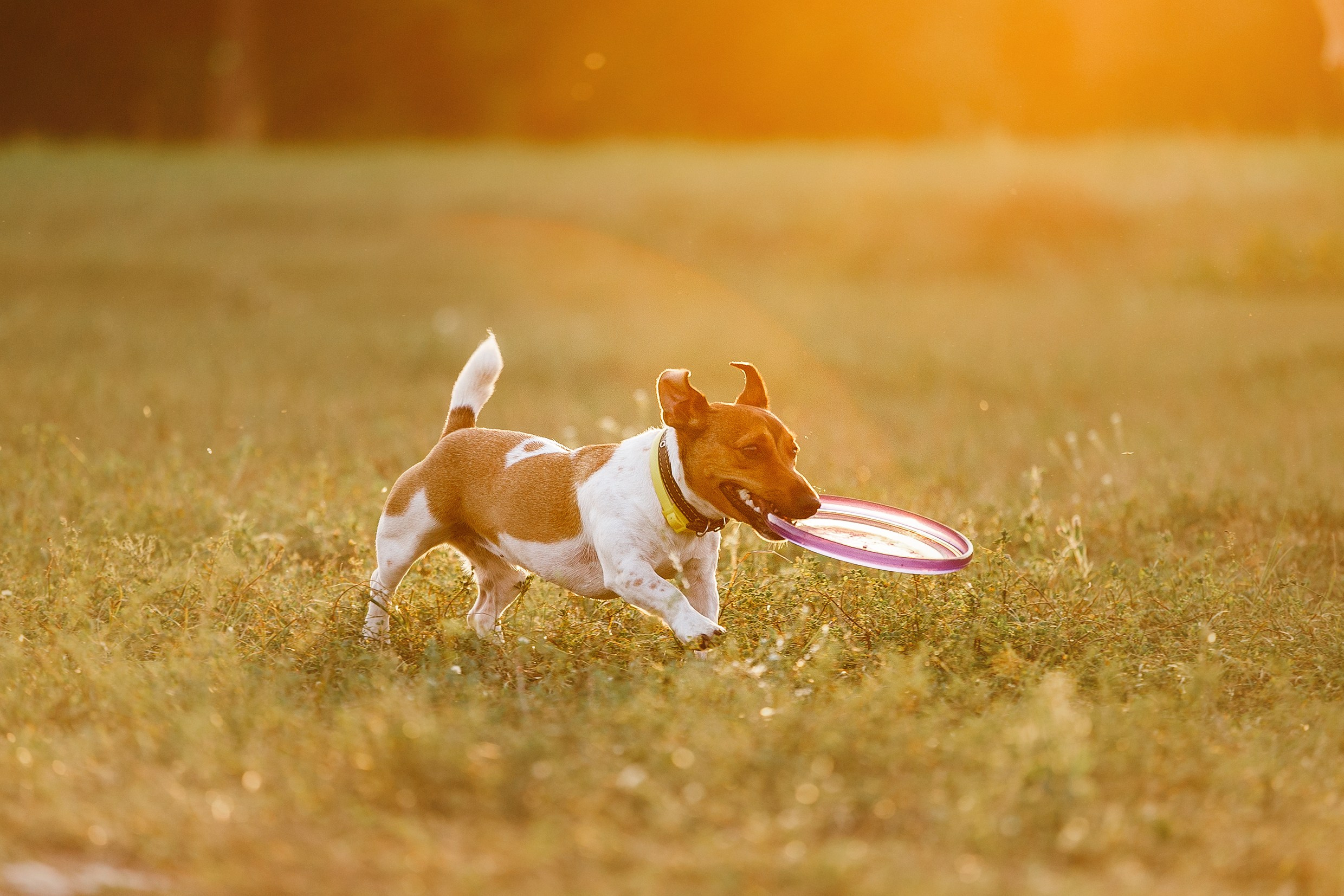 Frisbee training at sunset | summer. Kaja | fotograf we Wrocławiu | ludzie i psy