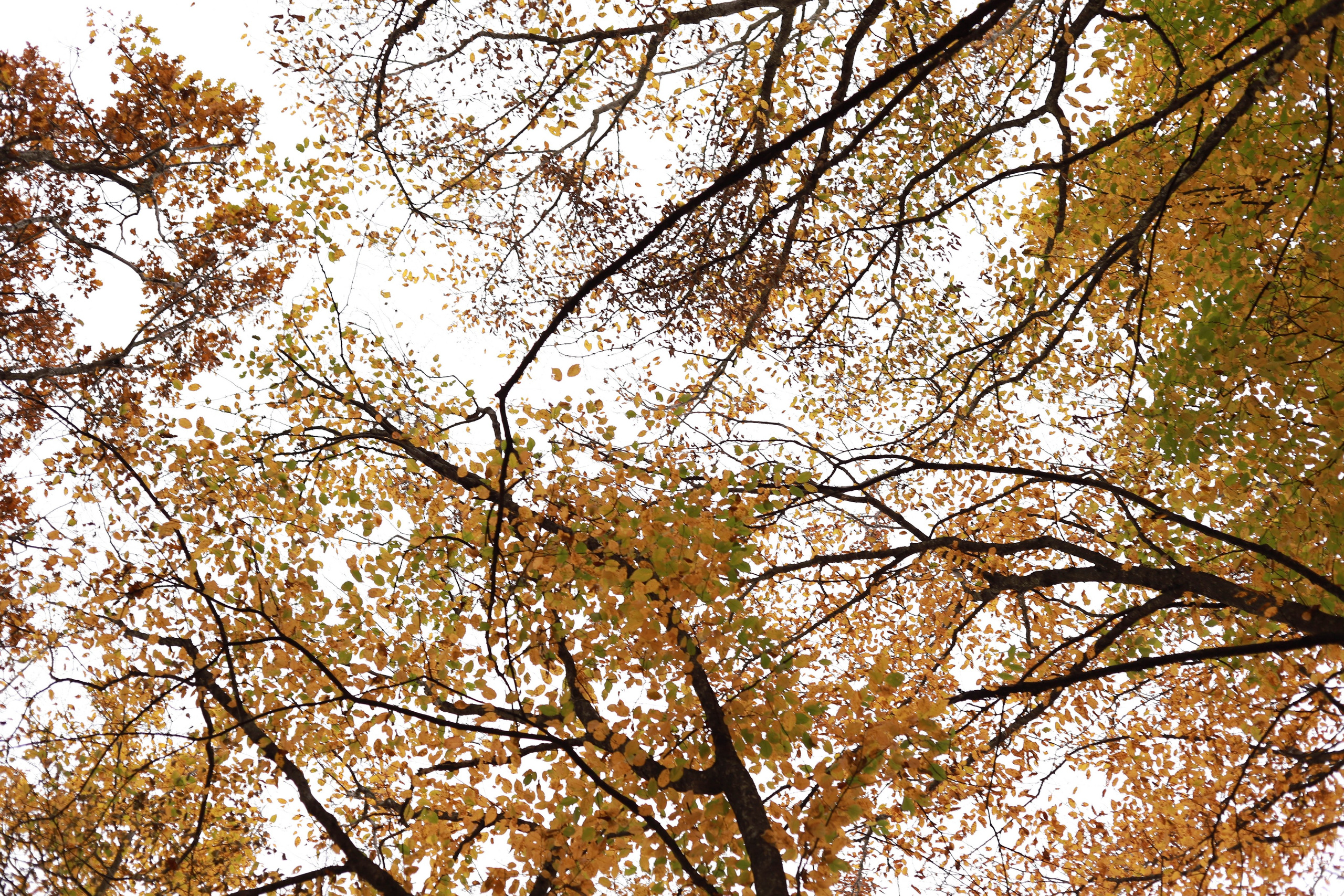 Vaida’s Forest. Family and Portraits photographer Diana Andoni