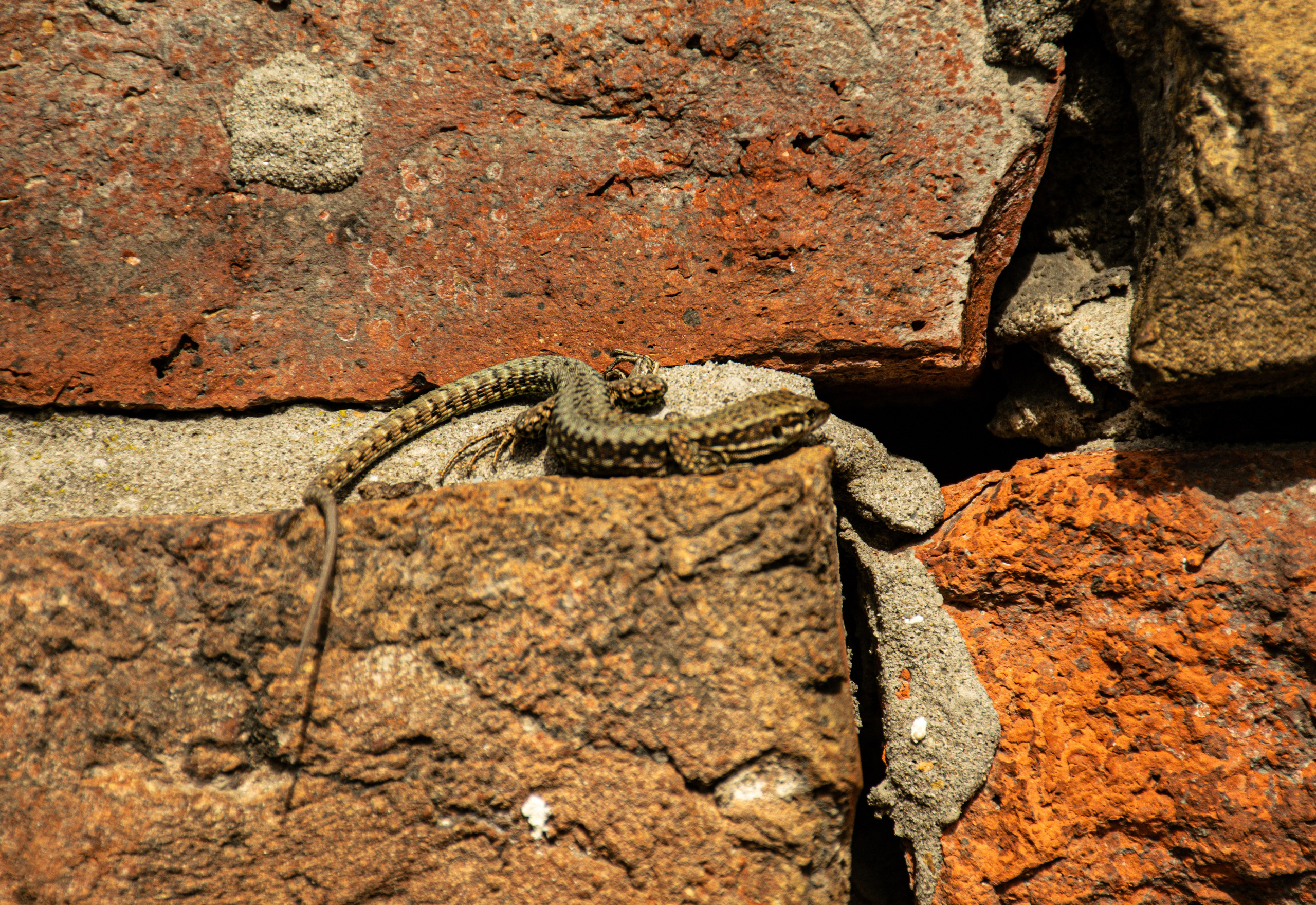 Olga, photo shoot in Kalemegdan Fortress. Викторија Федосеенко, фотограф у Србији