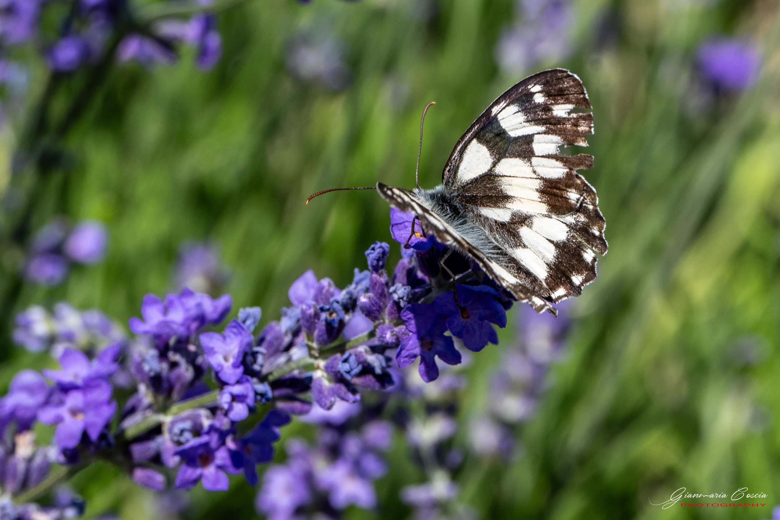 Farfalle. “Gianmaria Coscia fotografo per passione”