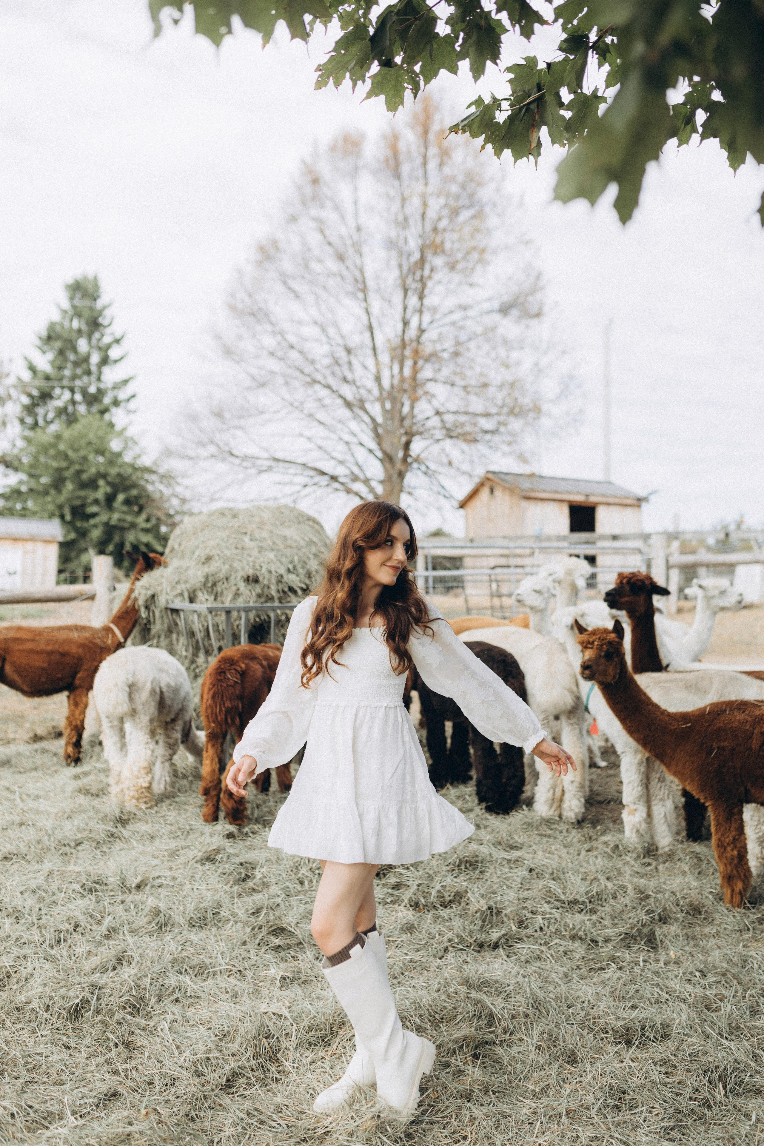 Alpacas Farm. Chernenko.photography
