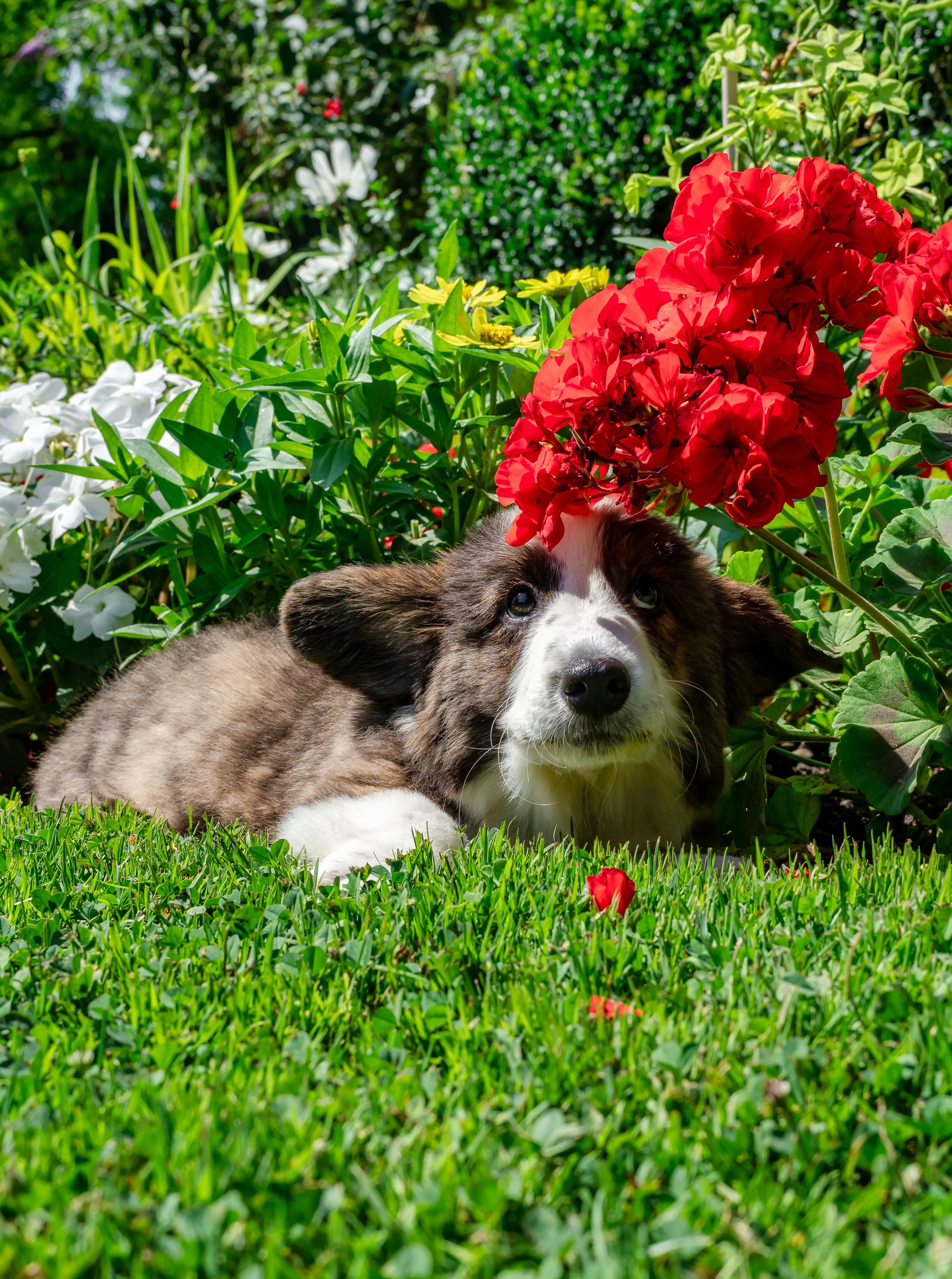 Puppies 03/06/2025. Photographe à Strasbourg | Portraits, Studio, Enfants, Événements