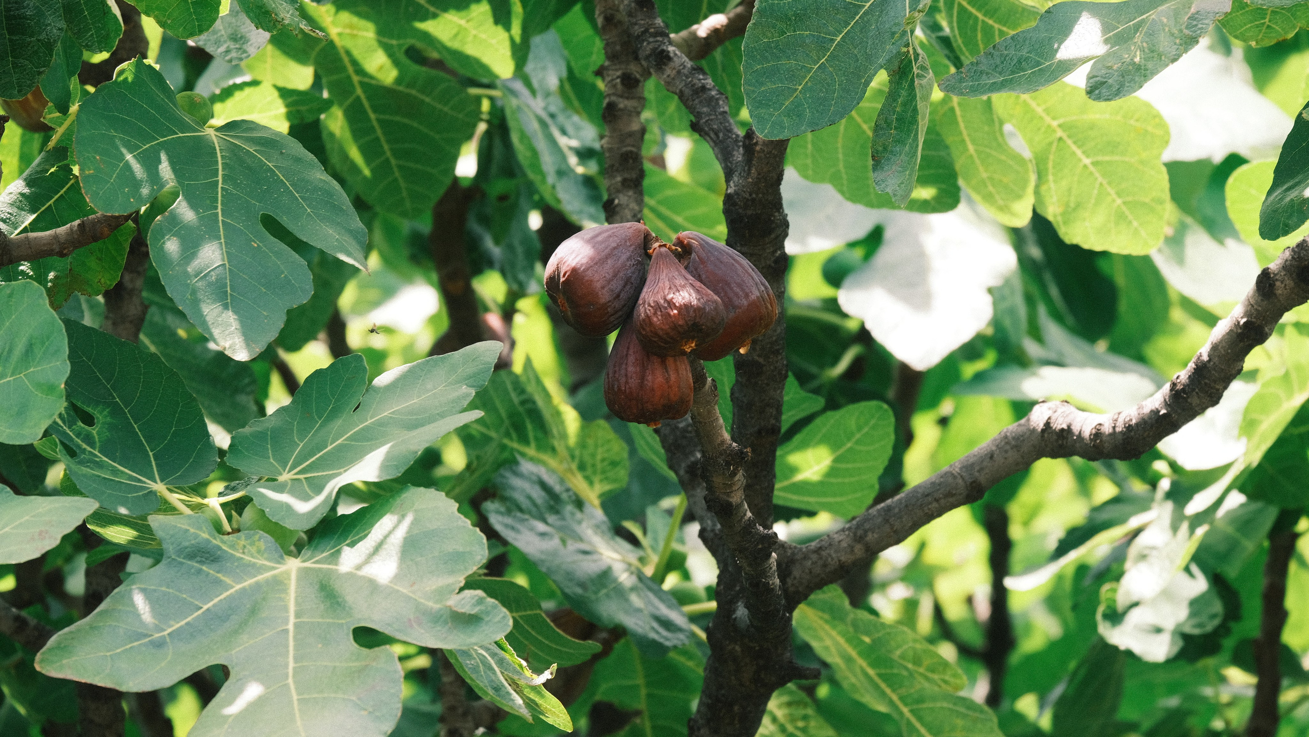 Портфолио — разное