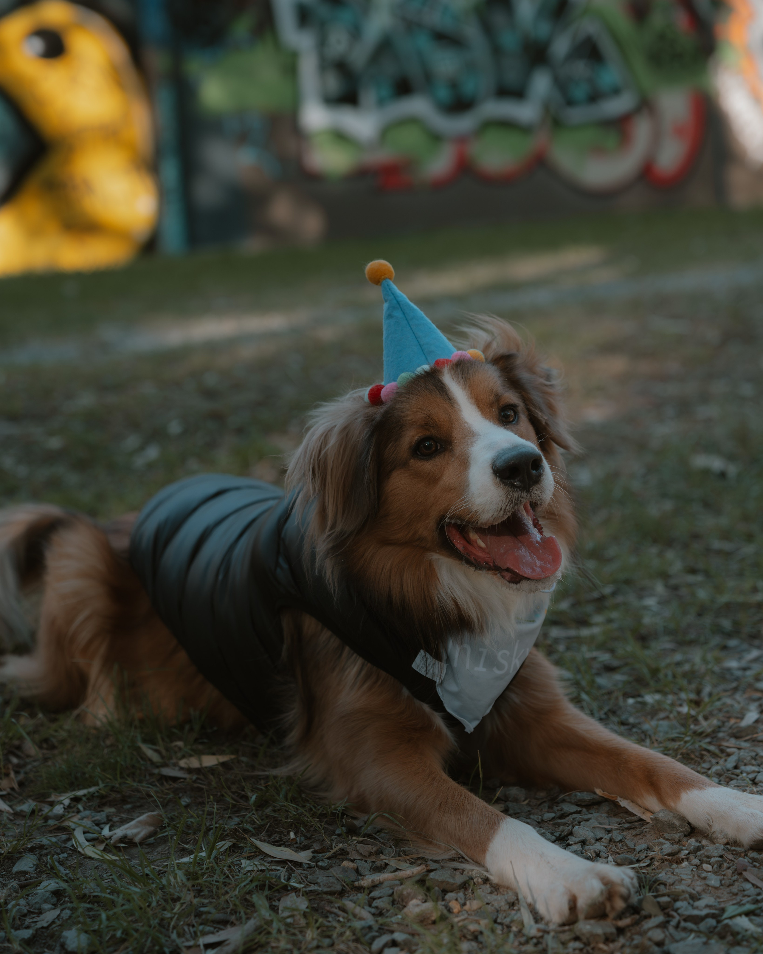 Pet — BorderColie. JS Photoshoot | Family, Events & Pet Photographer in Brisbane