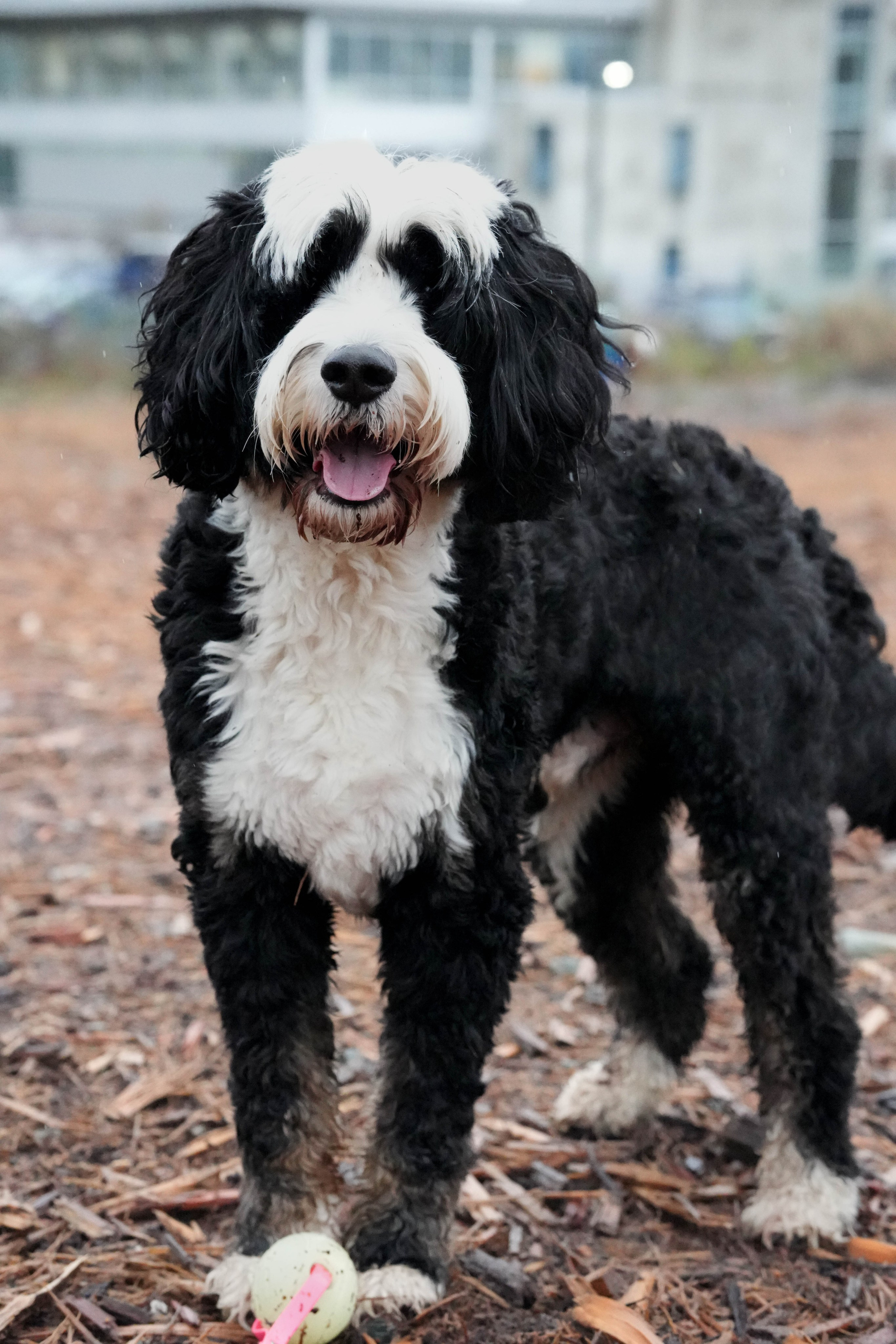 Shuttergry Photography