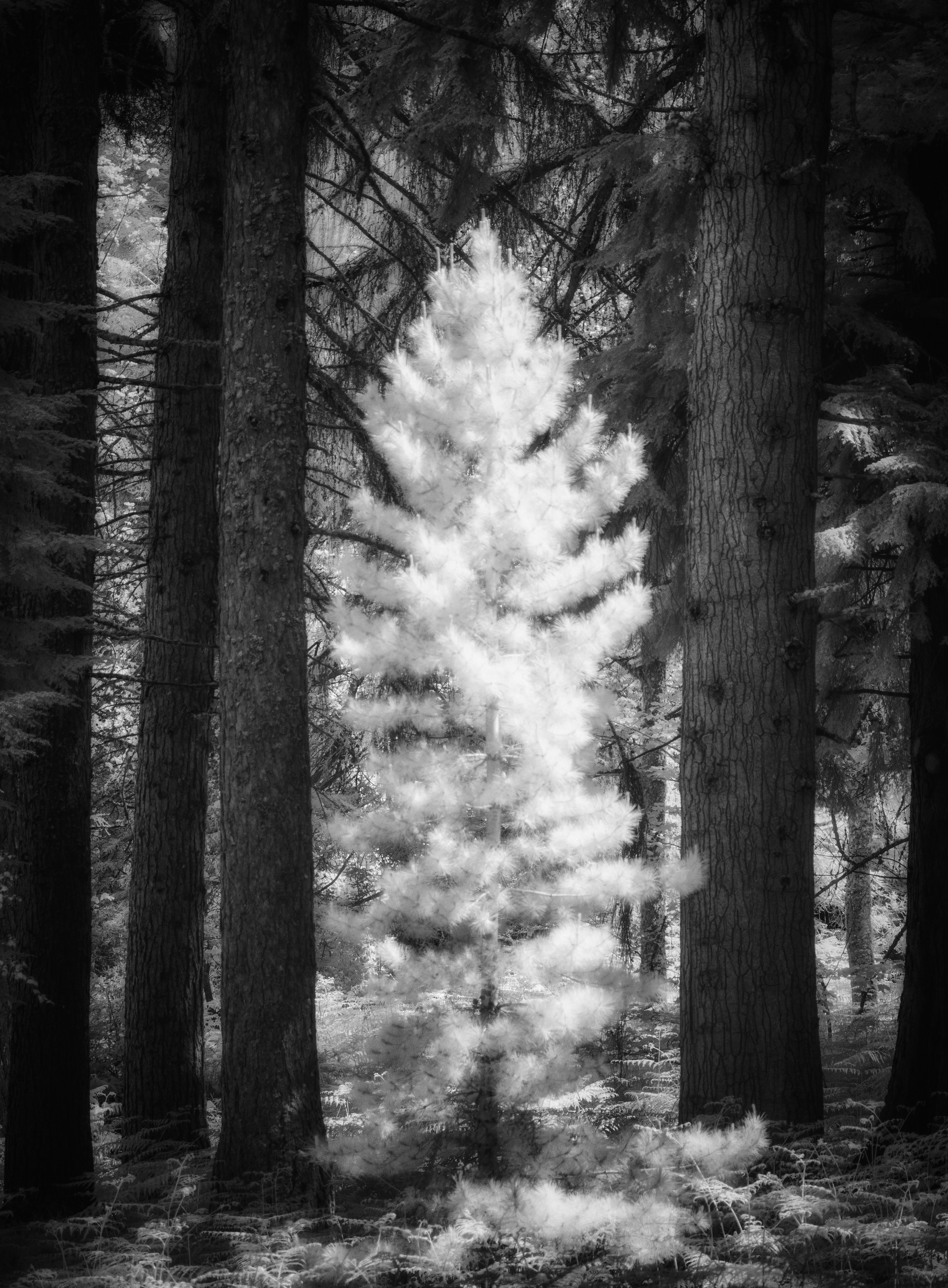 Trees. Infrared Scotland