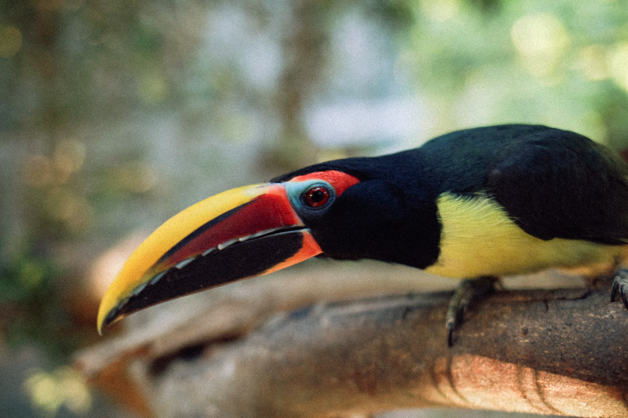 BIRDS. Marina Kálcheva – Photographer & Visual Artist in Barcelona