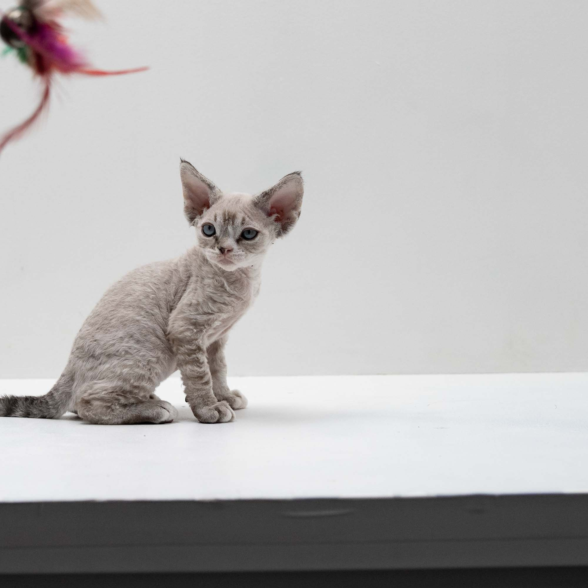 Fuzzy, boy, born on 01.01.25. Devon Rex Pixie Cattery