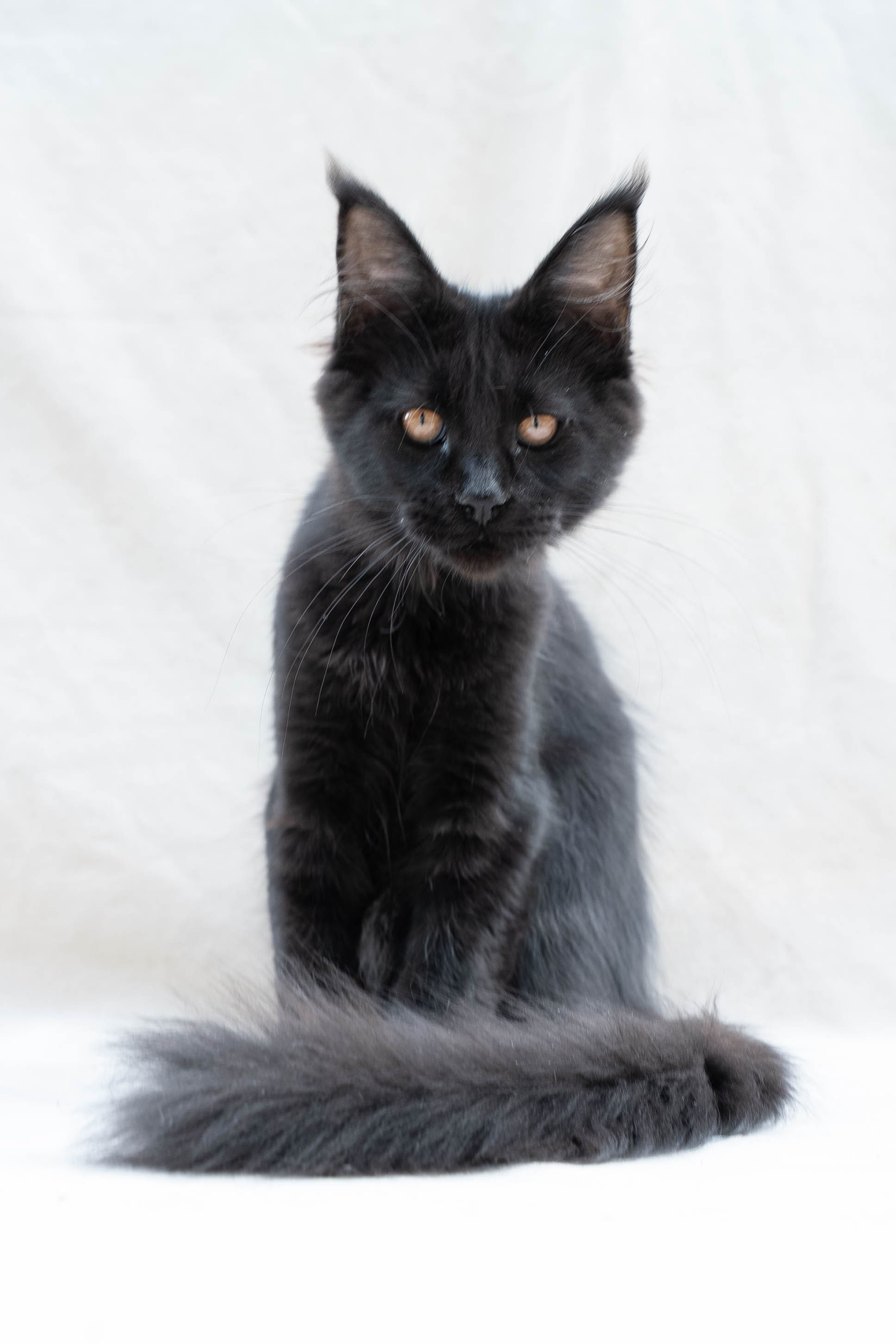 Senator Meliora. Senator Cat — Maine Coon cattery