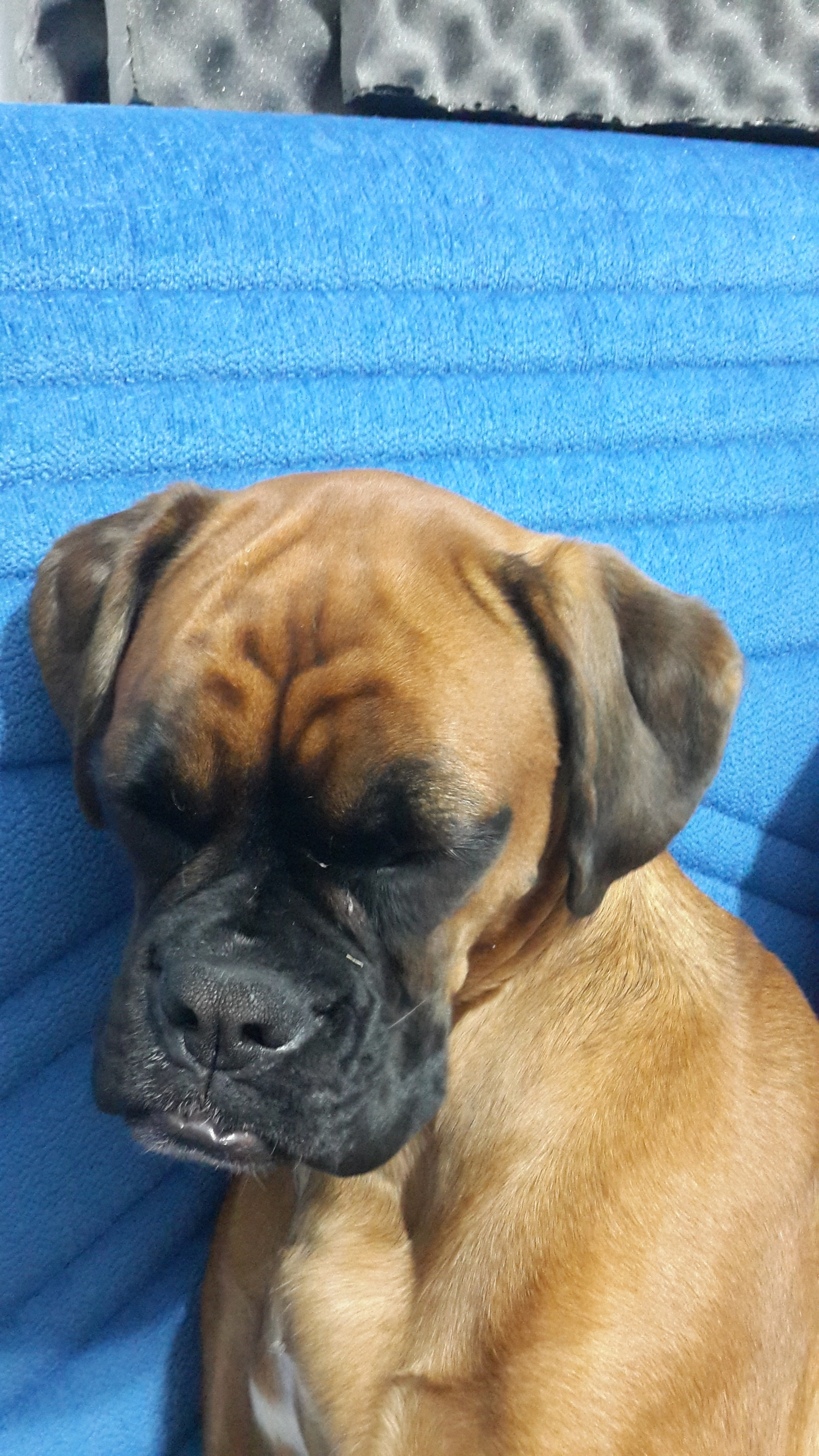 My ״Star״ Boxer Dog