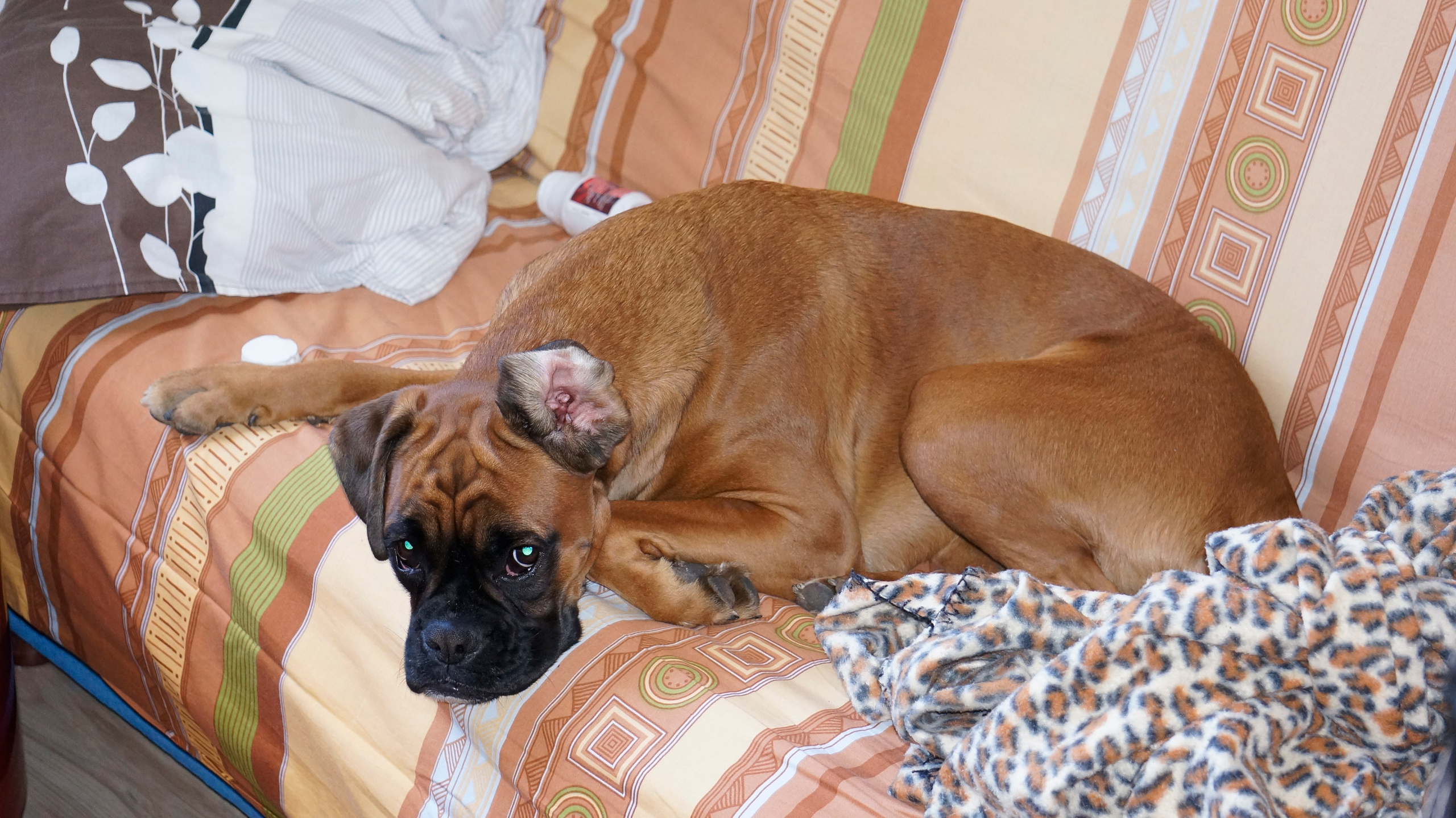 My ״Star״ Boxer Dog