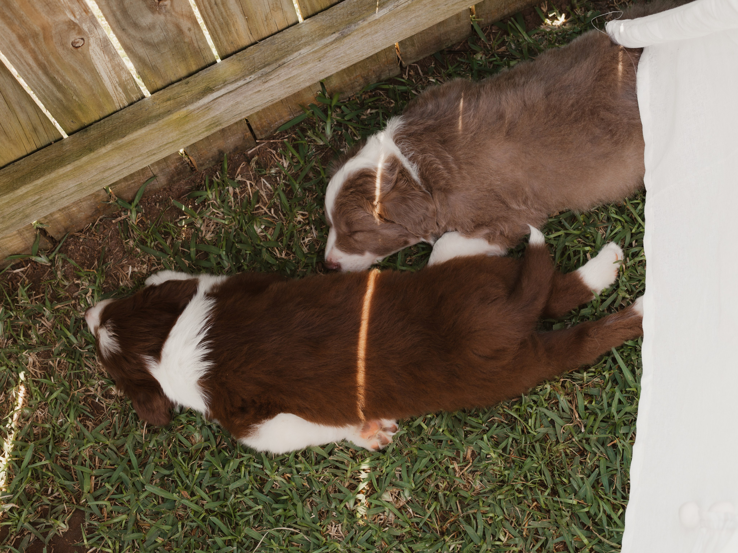 Goldies Collies — Pups. Natural and candid photography Jean Santiago