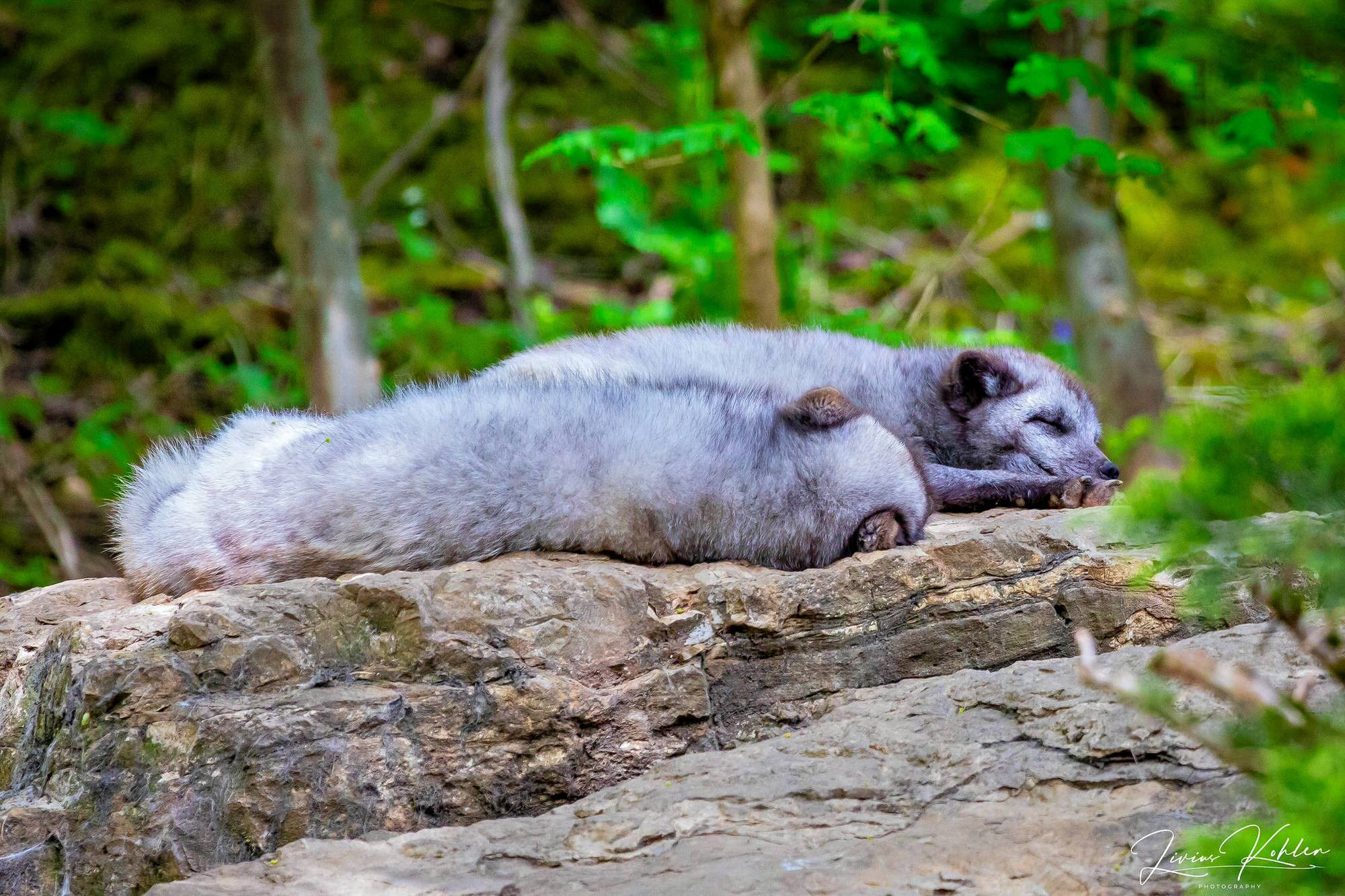 Wildpark Bad Mergentheim. FOTO KREATIV