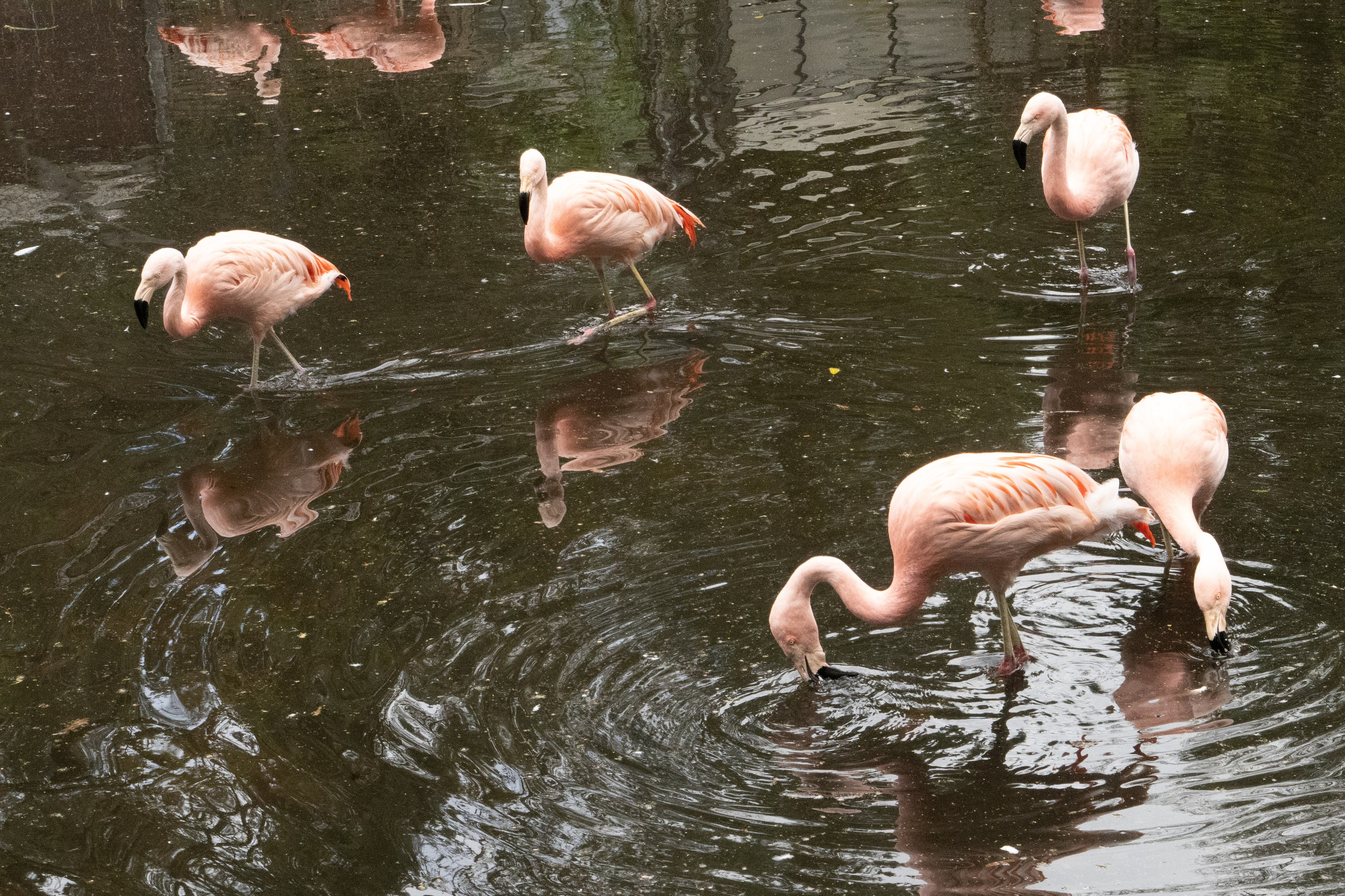 Tierwelt. Bürgerreporter & Amateurfotograf in Hannover