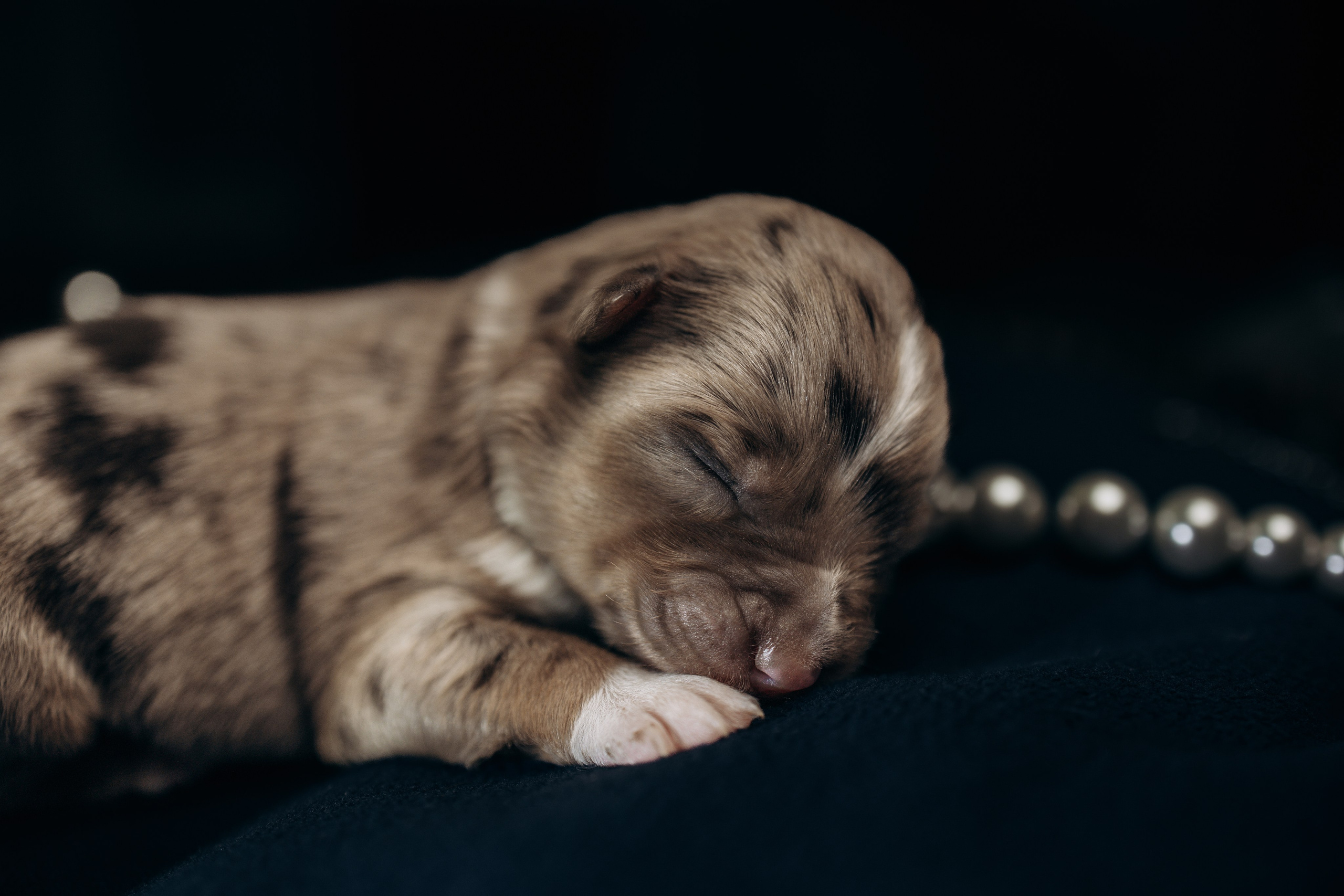 Tiny Aussies. Pet Photographer Viktoriya Aleshenko