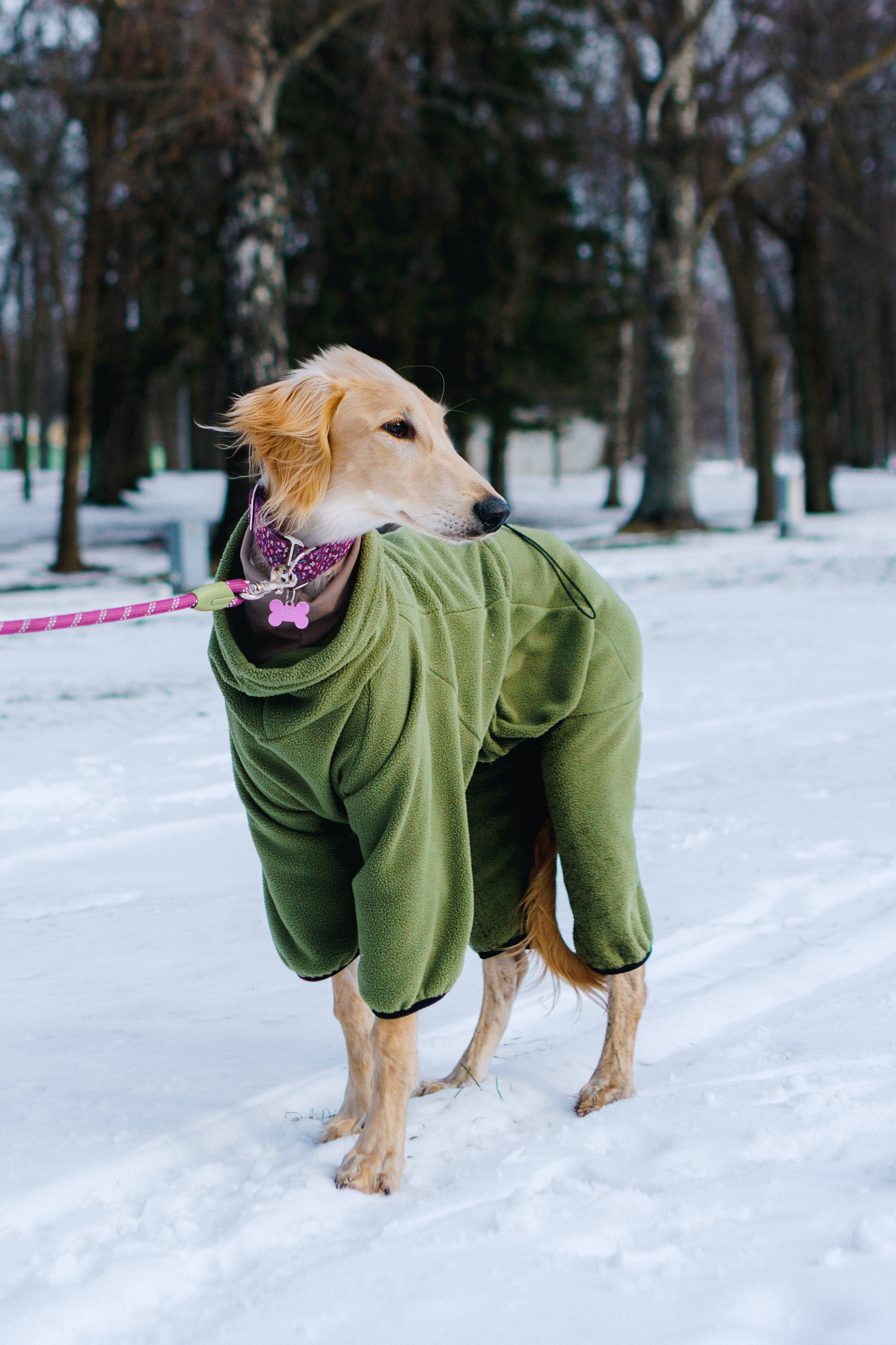 Nicole & Sky. Kat Laisaar — Pet photographer in Tallinn