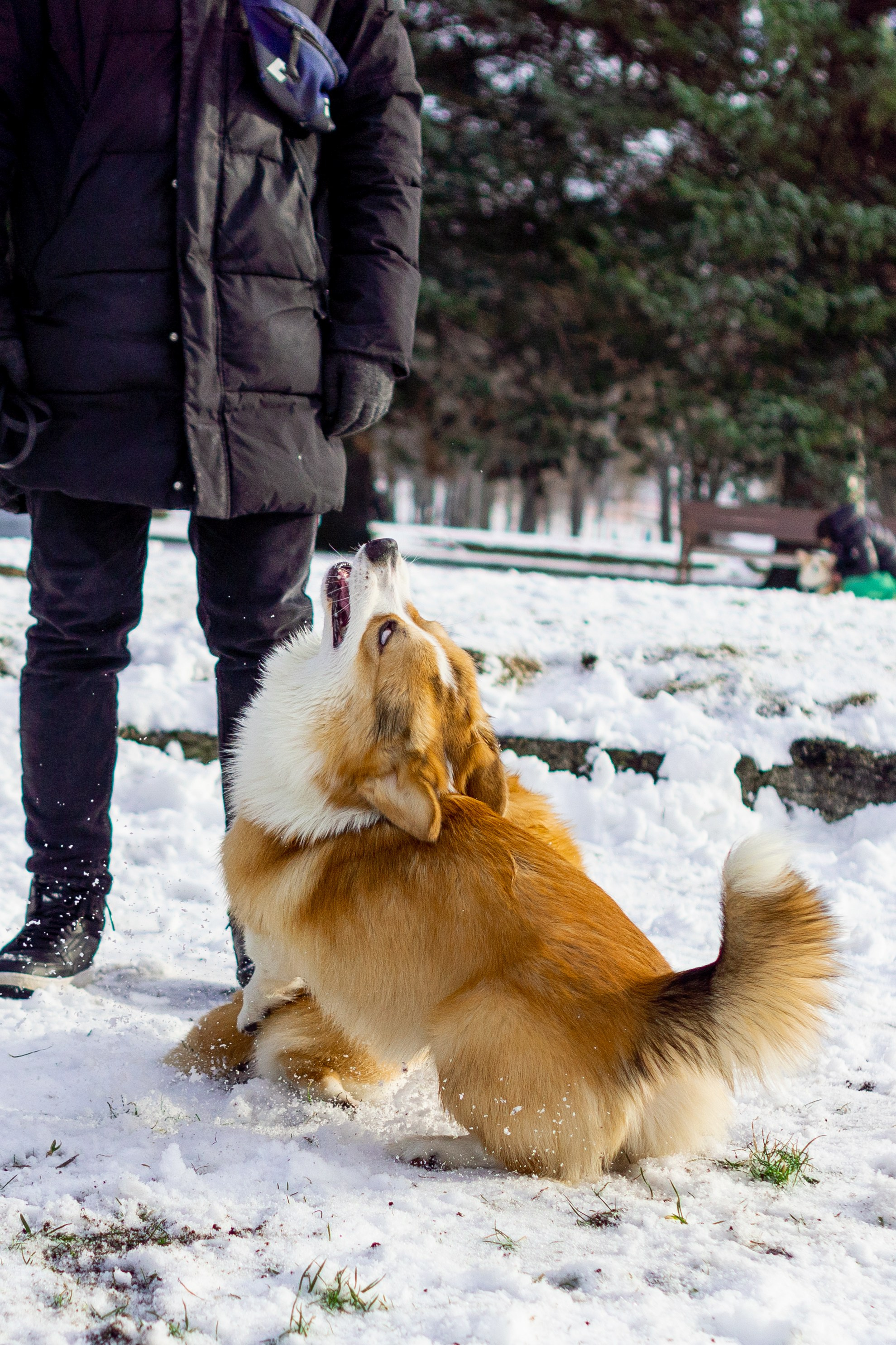 Corgi party, 23 feb. 2025. Kat Laisaar — Pet photographer in Tallinn