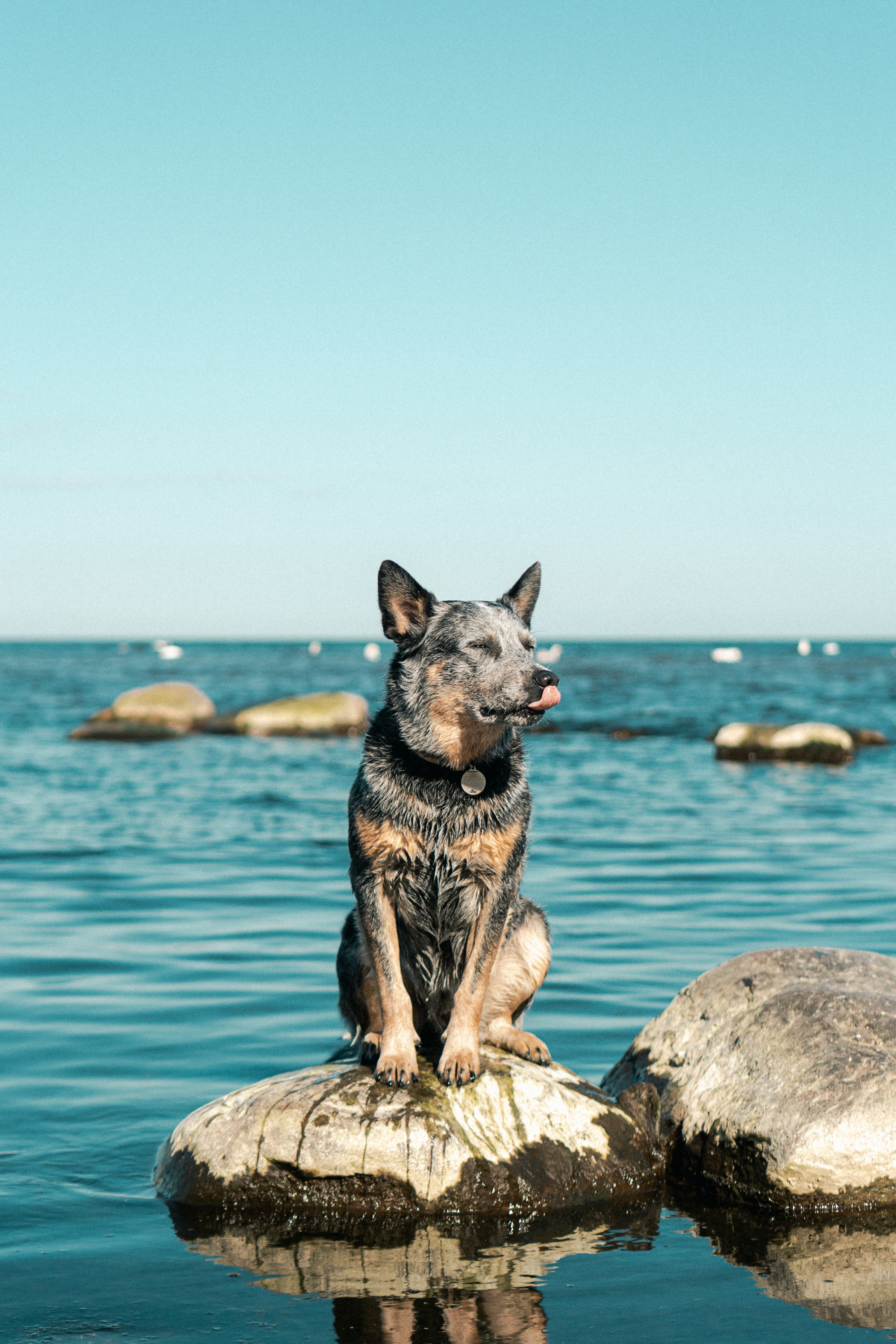 Oskar, Maria & Dmitrii. Kat Laisaar — Pet photographer in Tallinn