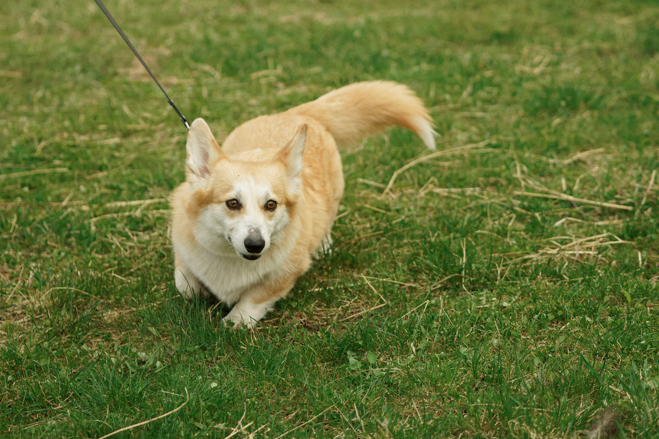 Herding Days, 26 apr. 2025. Kat Laisaar — Pet photographer in Tallinn